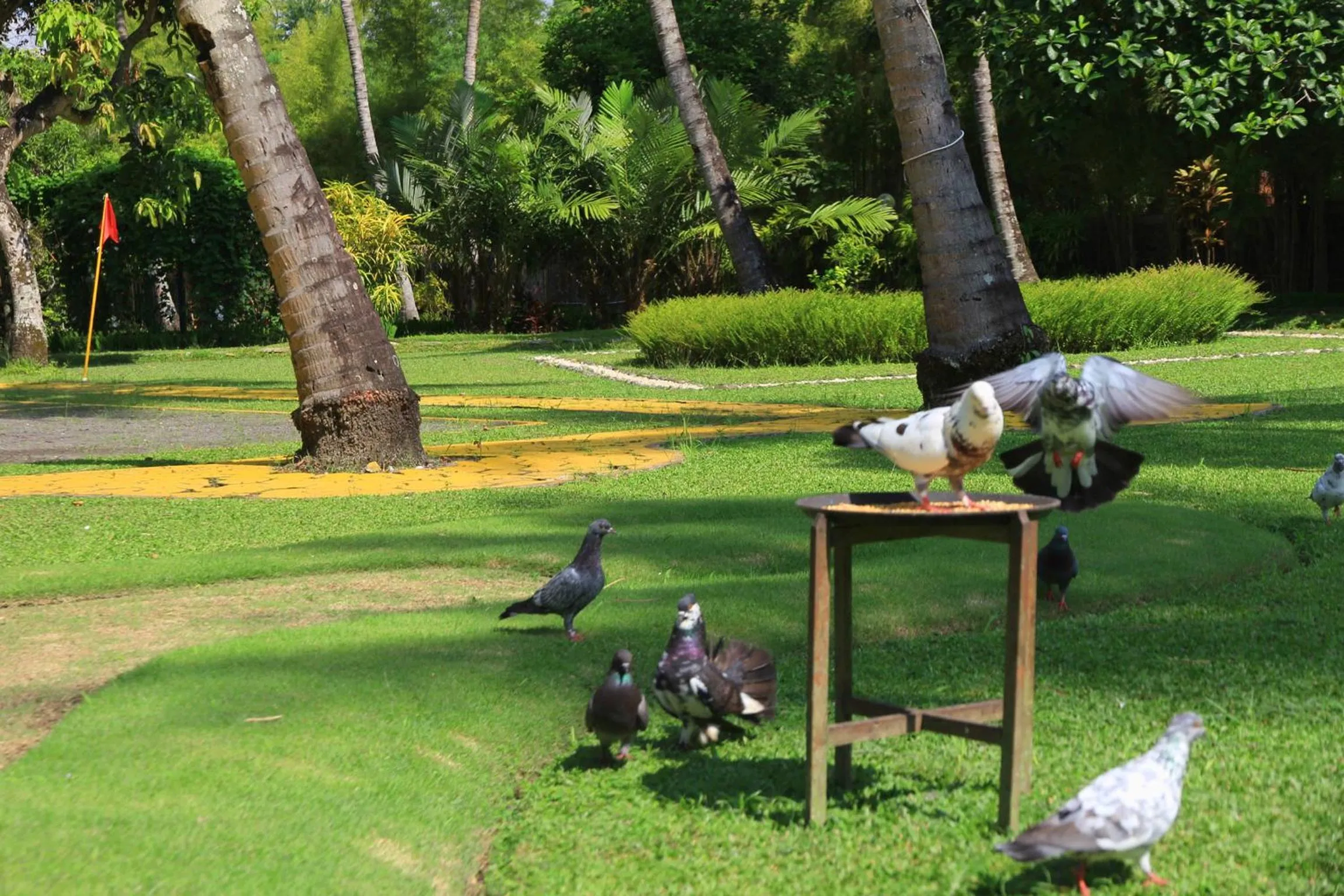 Pets in The Jayakarta Yogyakarta Hotel & Spa