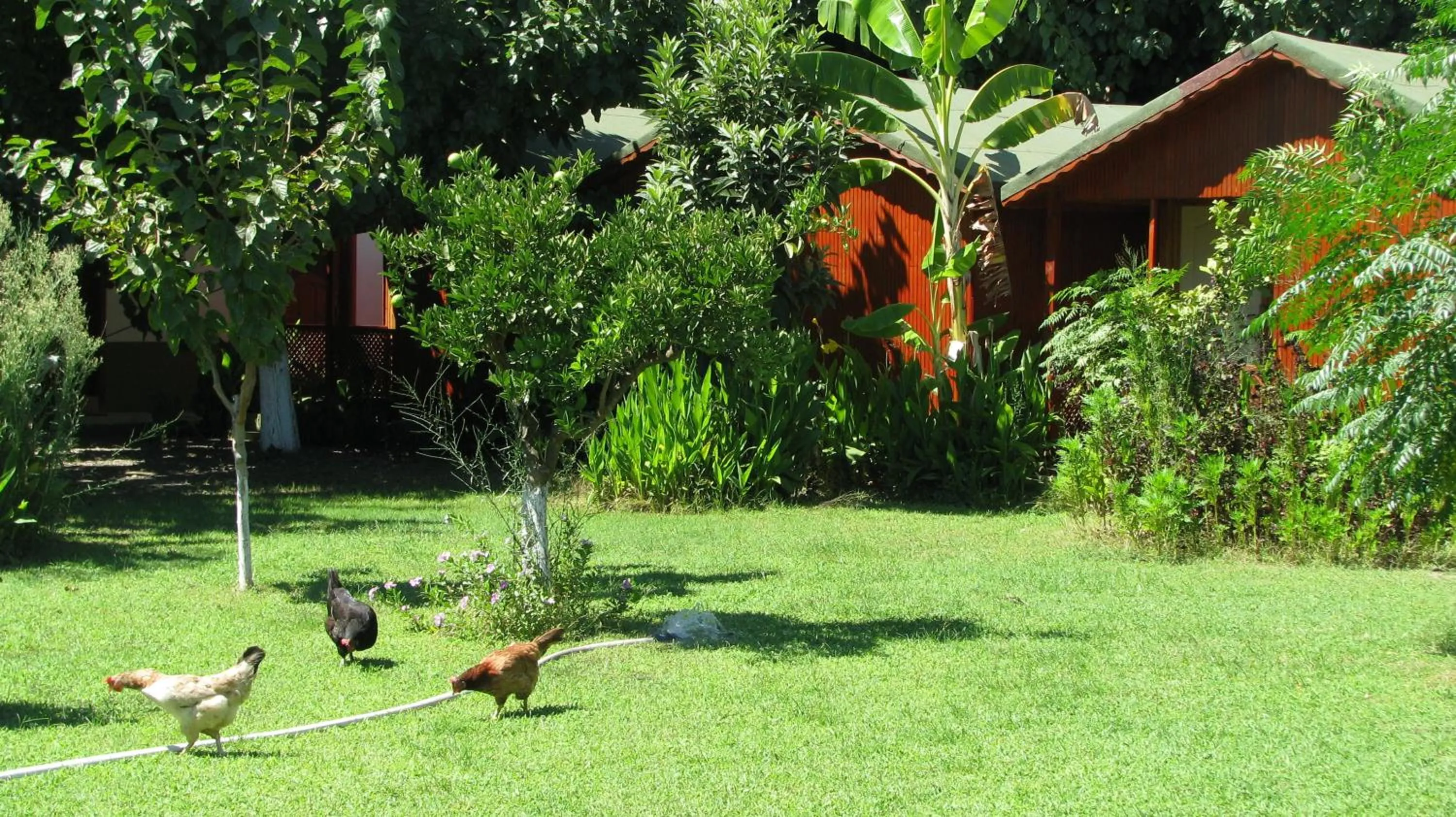 Garden in Alibaba Pension