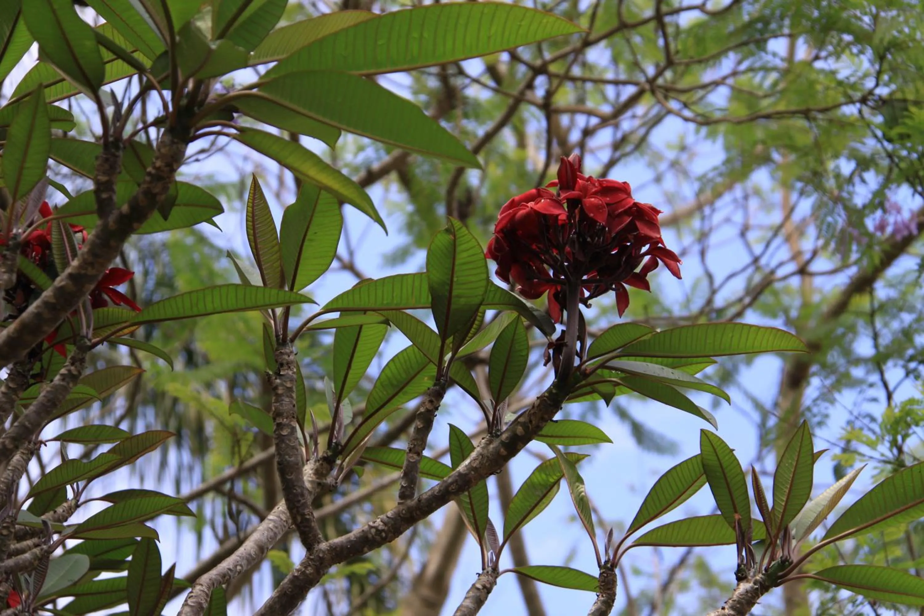 Garden in Paperbark Bed & Breakfast