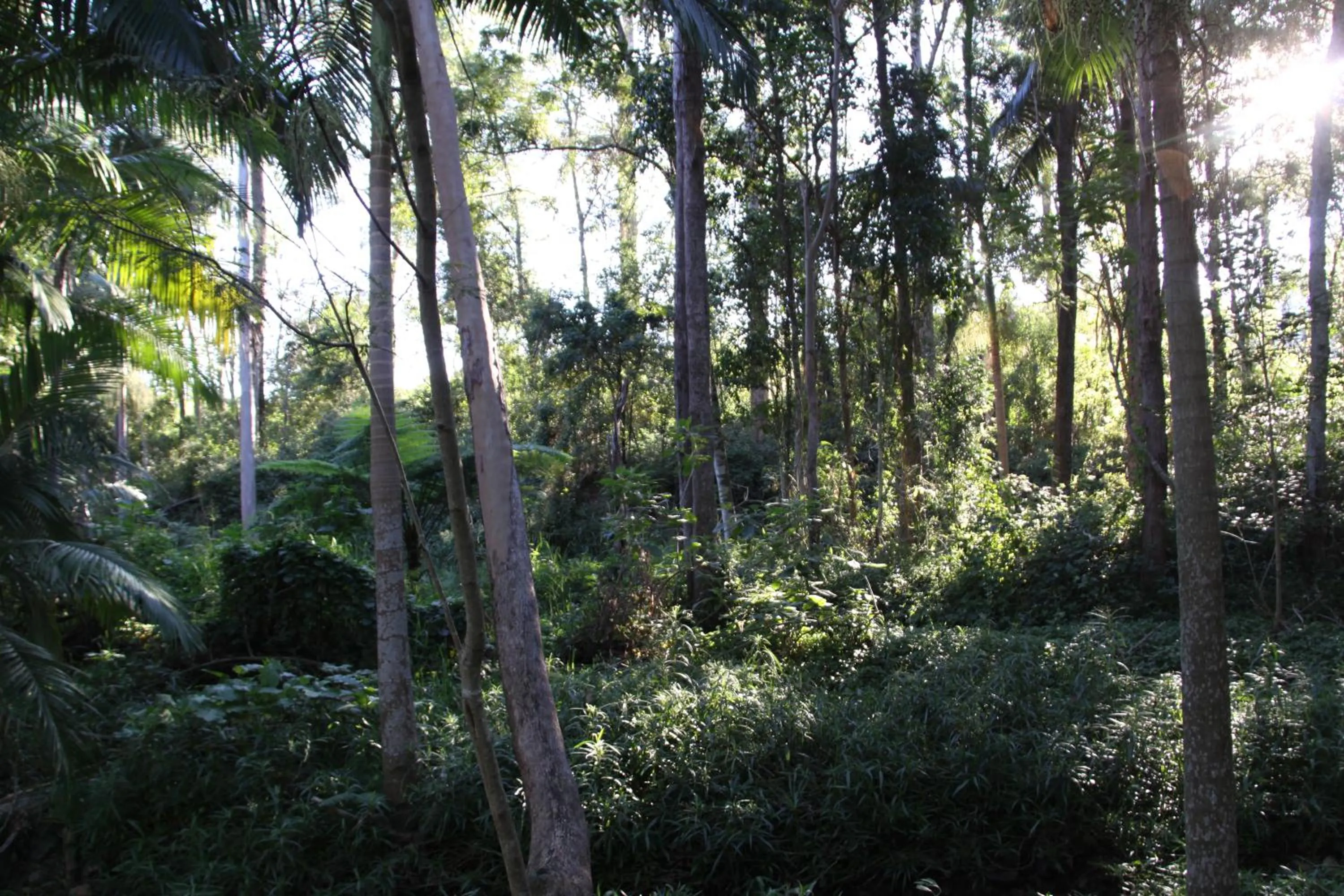 Natural landscape in Paperbark Bed & Breakfast