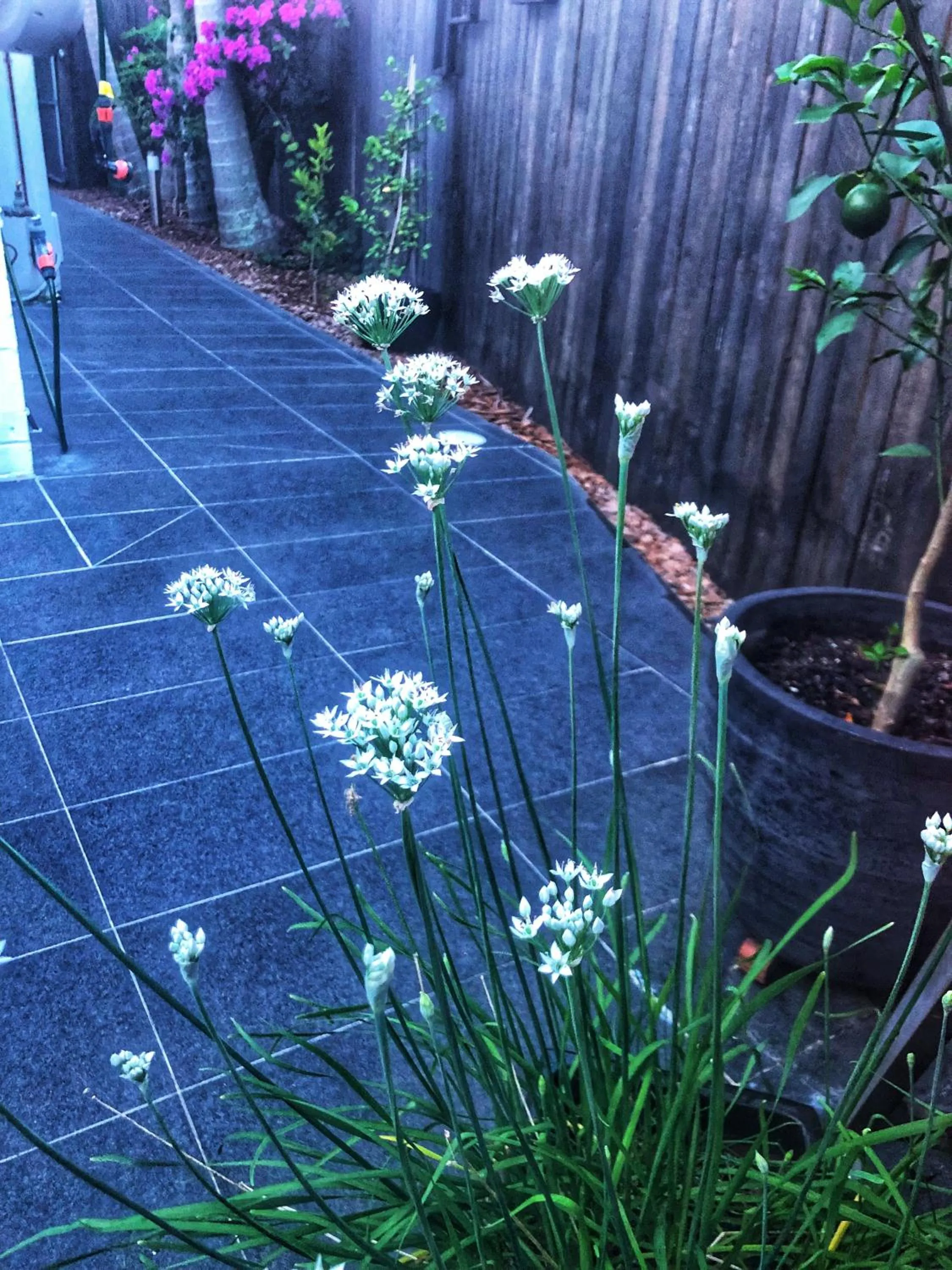 Natural landscape in Paperbark Bed & Breakfast