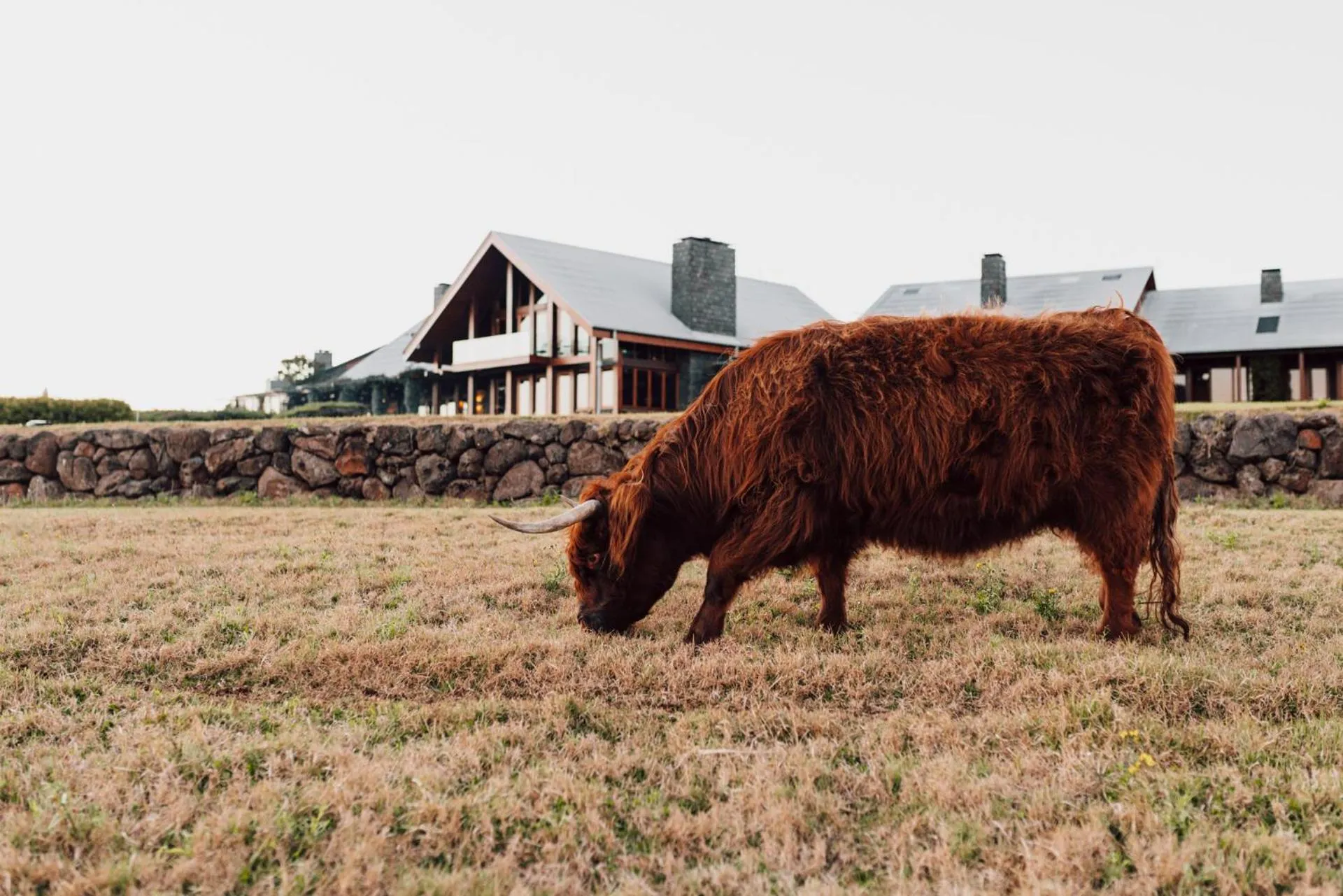 Animals in Spicers Peak Lodge