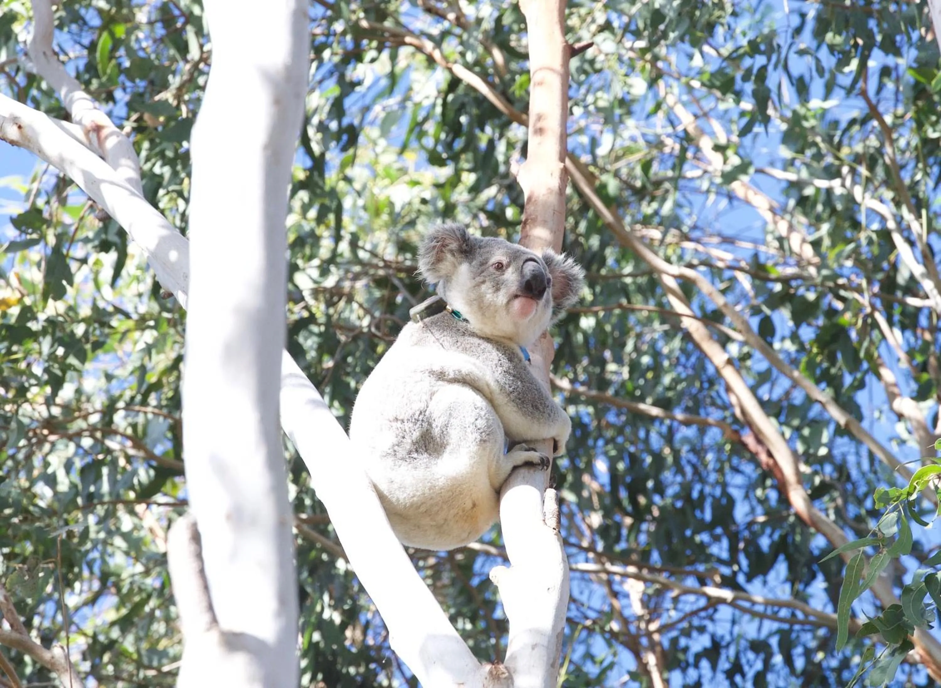 Animals in Spicers Hidden Vale
