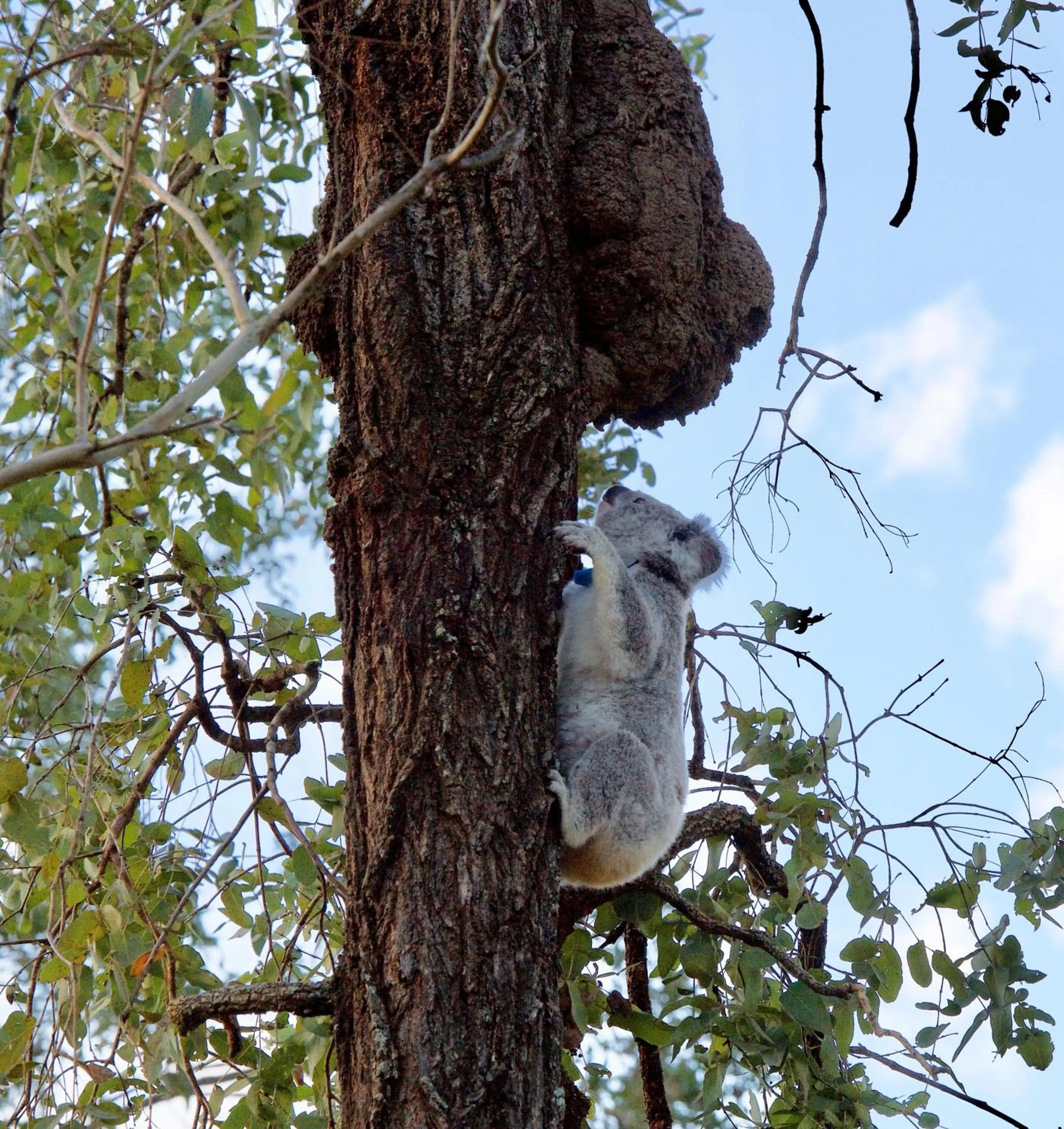 Animals in Spicers Hidden Vale