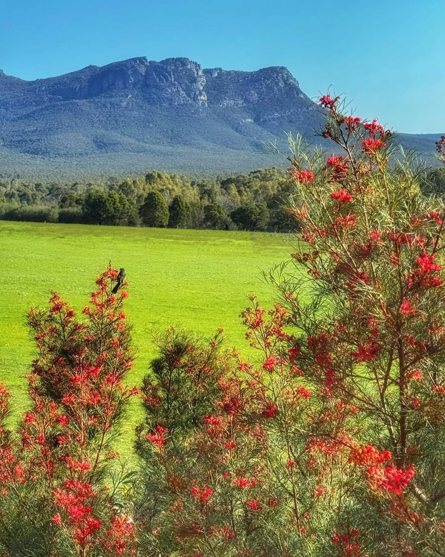 Natural landscape in Meringa Springs