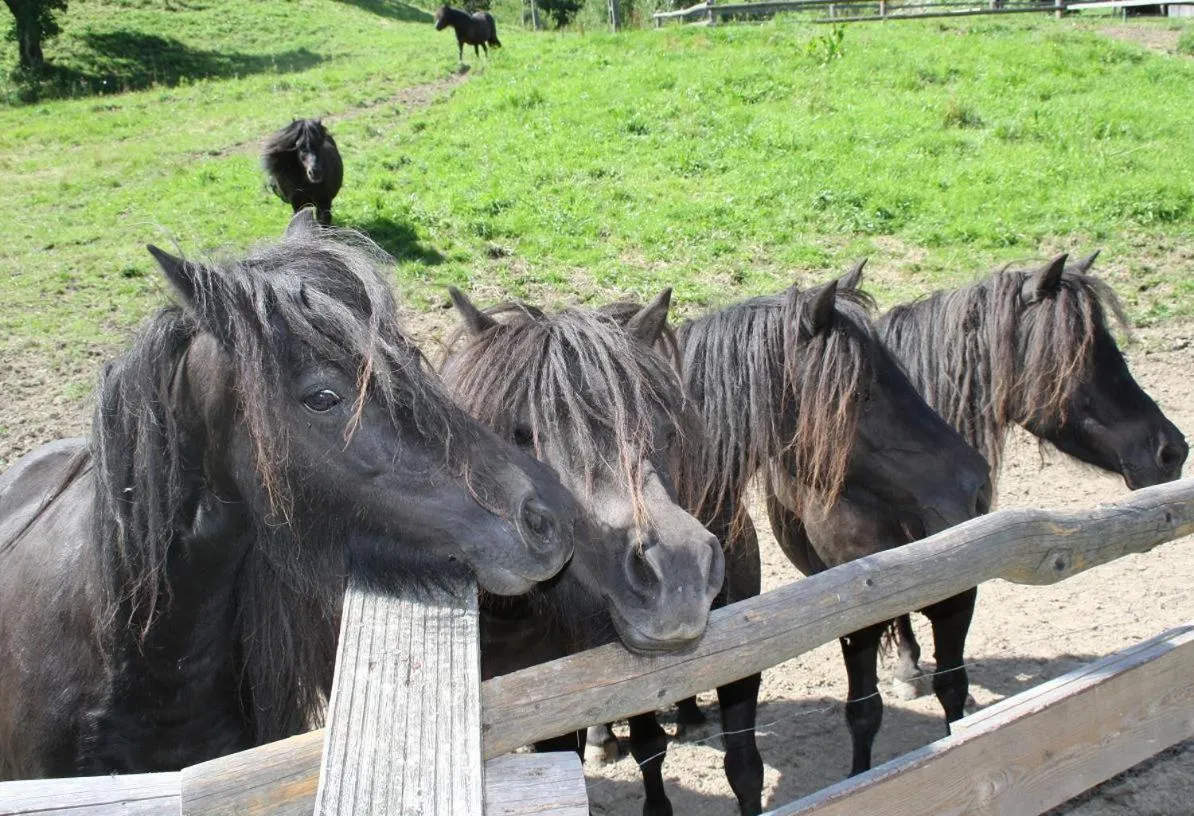 Other in Rezydencja Leśny Dwór