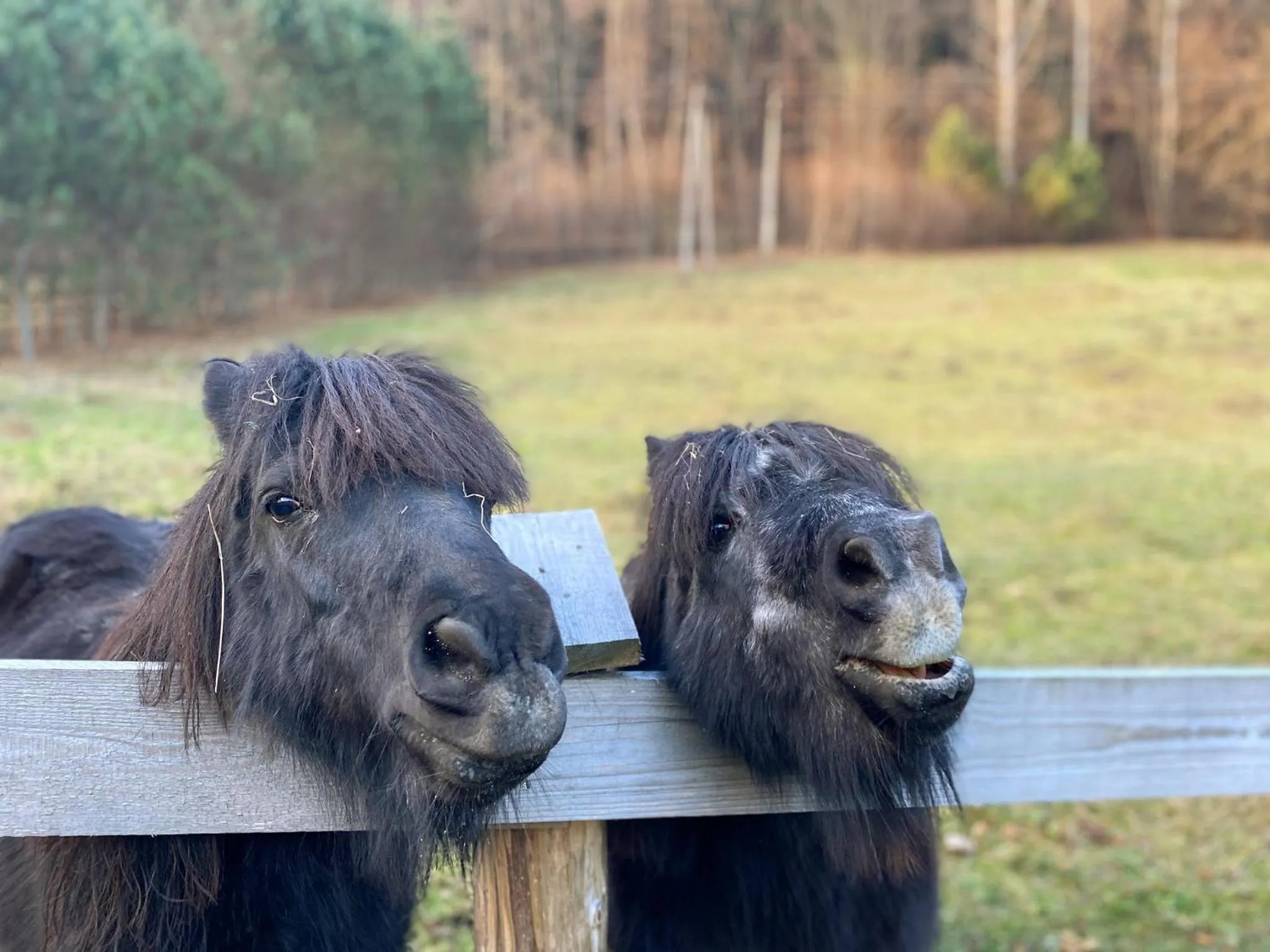Rezydencja Leśny Dwór