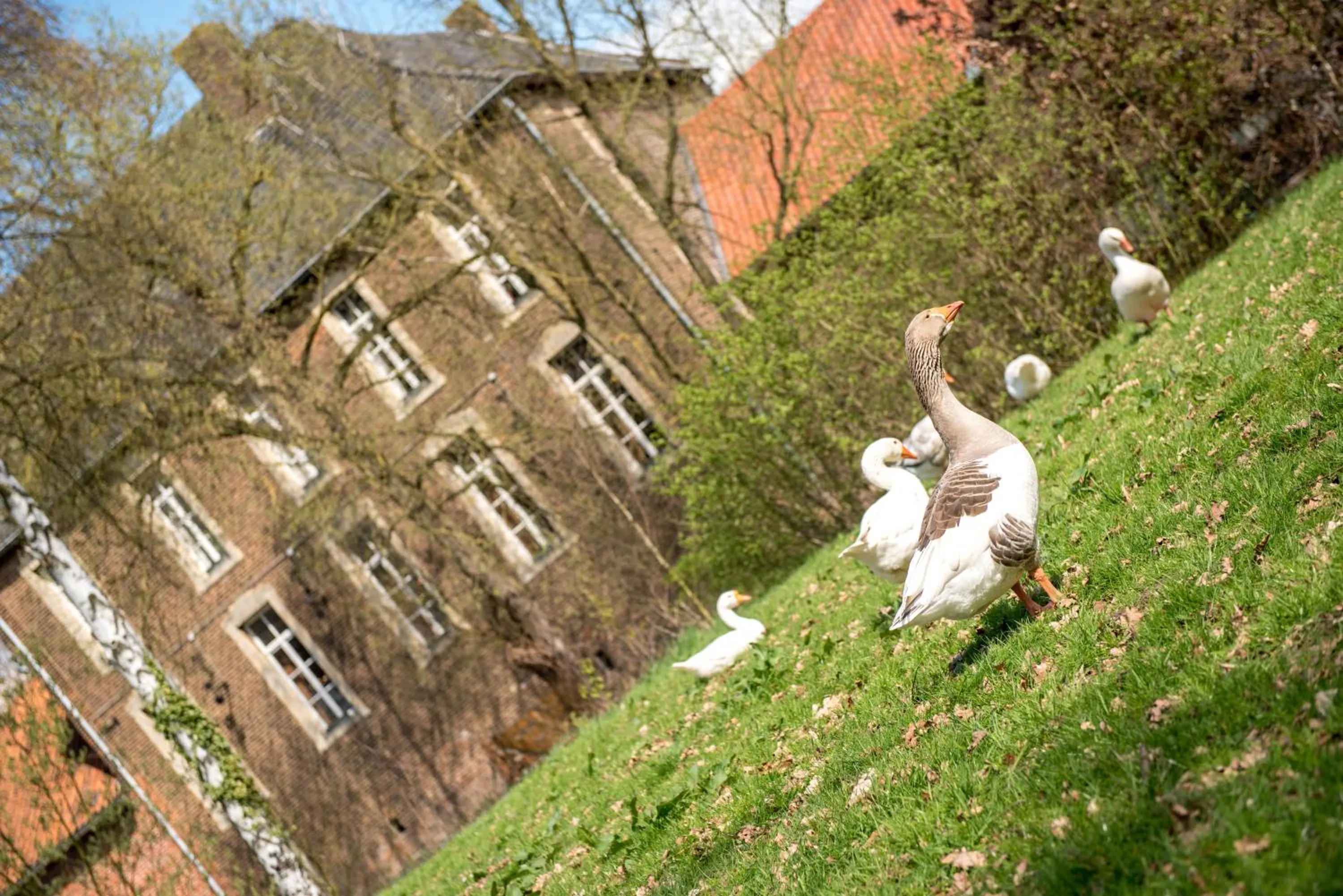 Animals in Hotel Schinvelder Hoeve