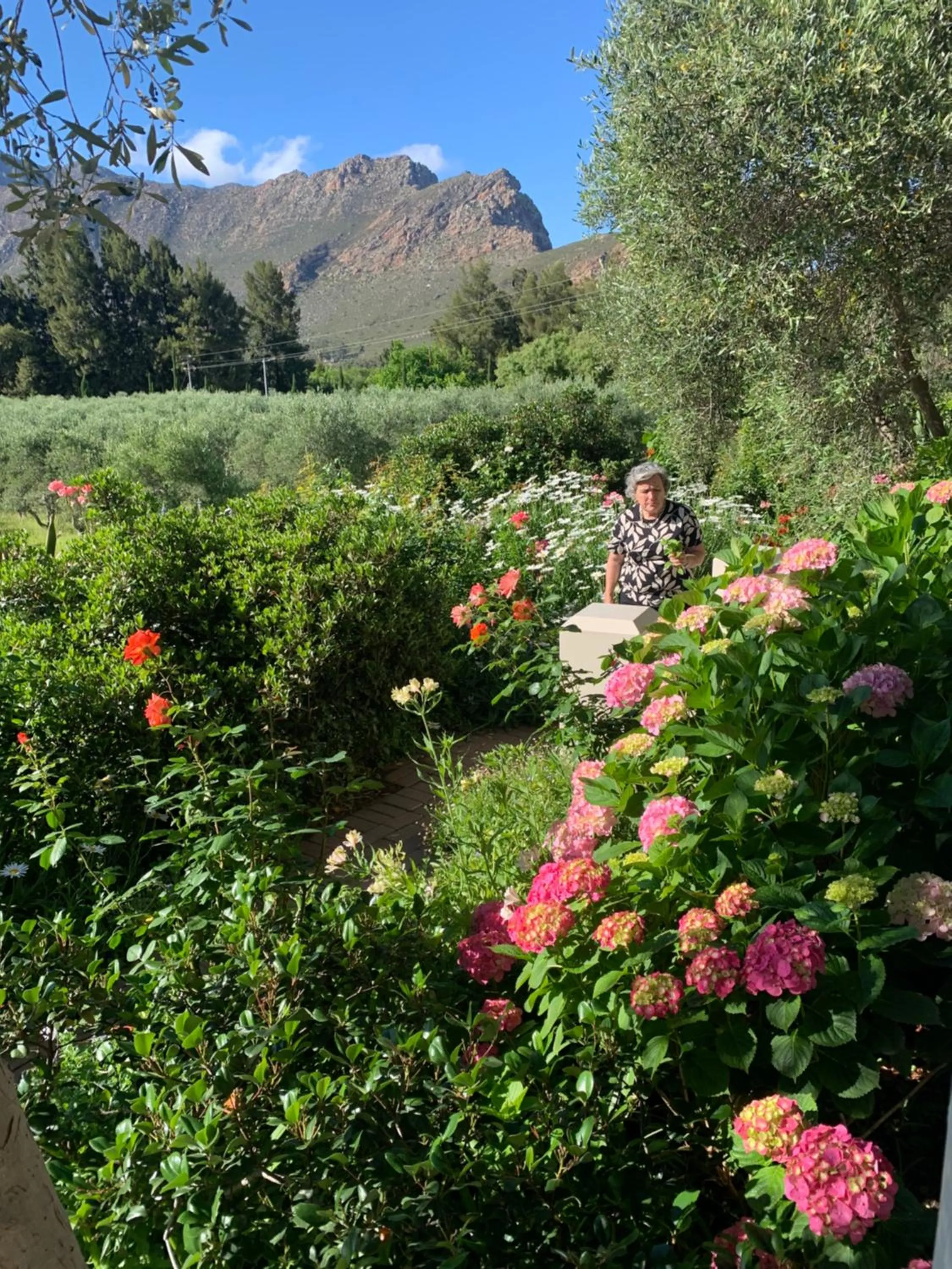 Garden view in Montagu Vines Guesthouse