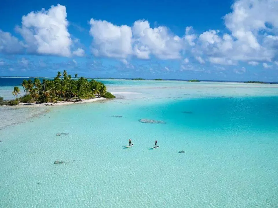 B & Bee Wild Island - Nature Song