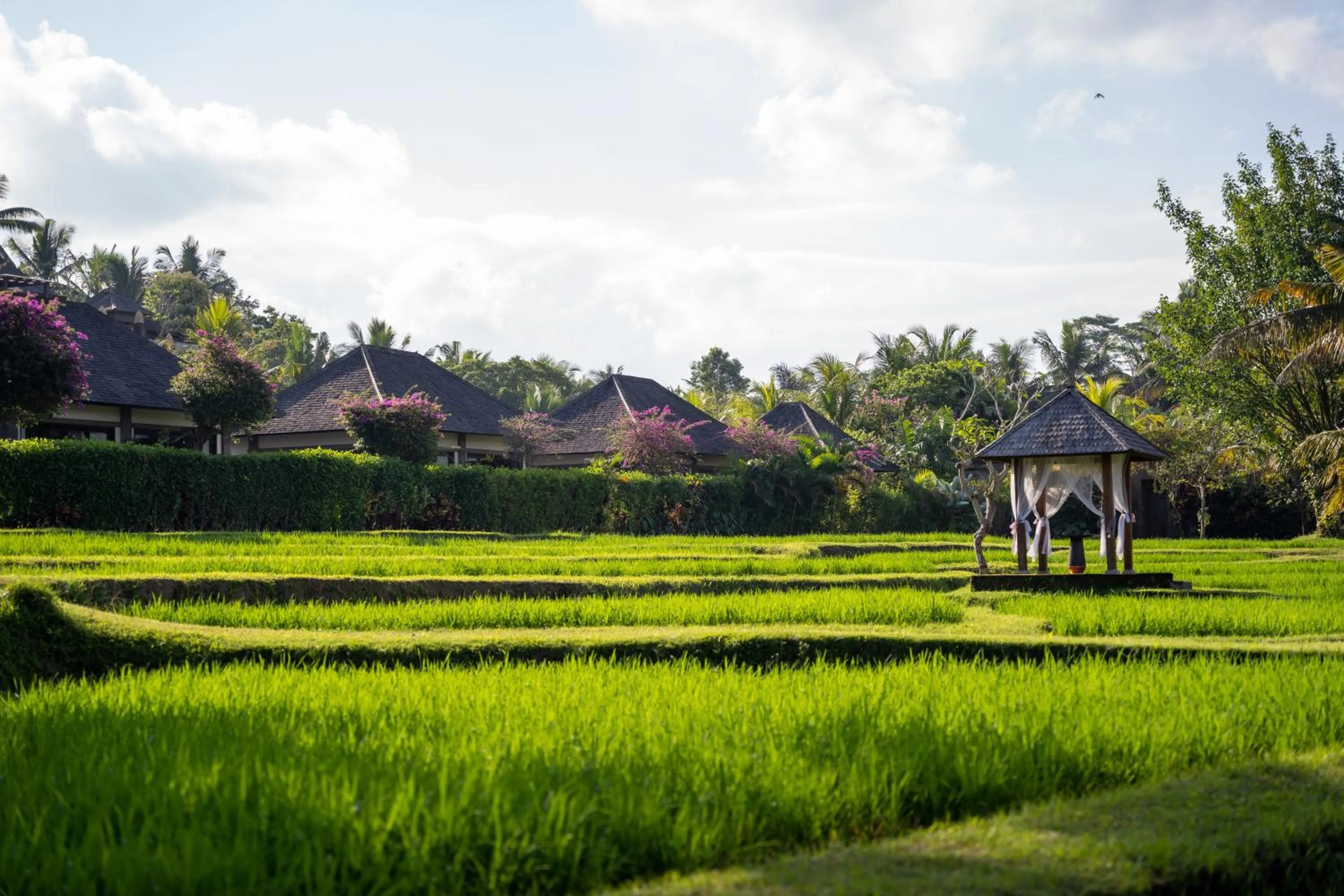 Natural landscape in Visesa Ubud Resort