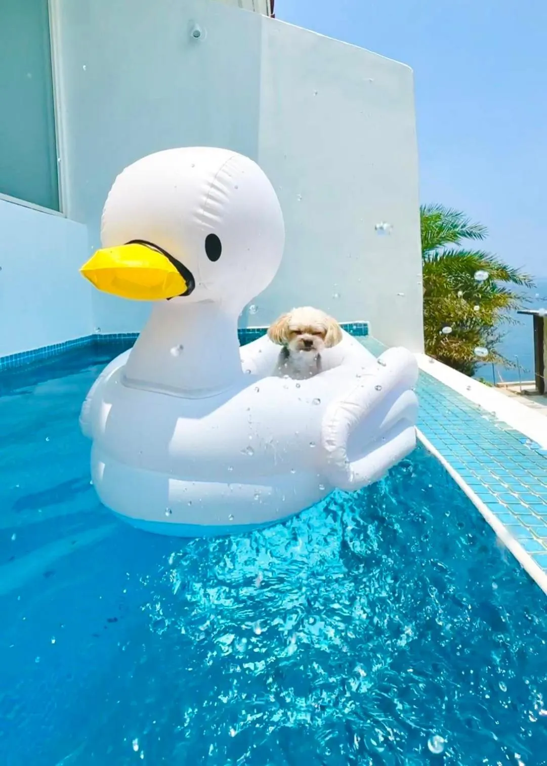 Ample Villa 小希臘民宿