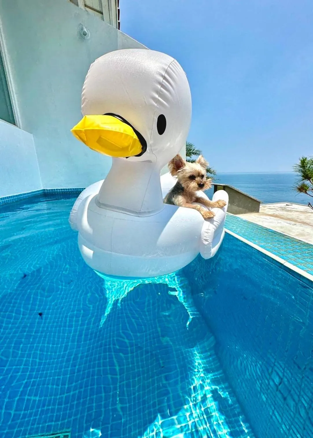 Animals in Ample Villa 小希臘民宿