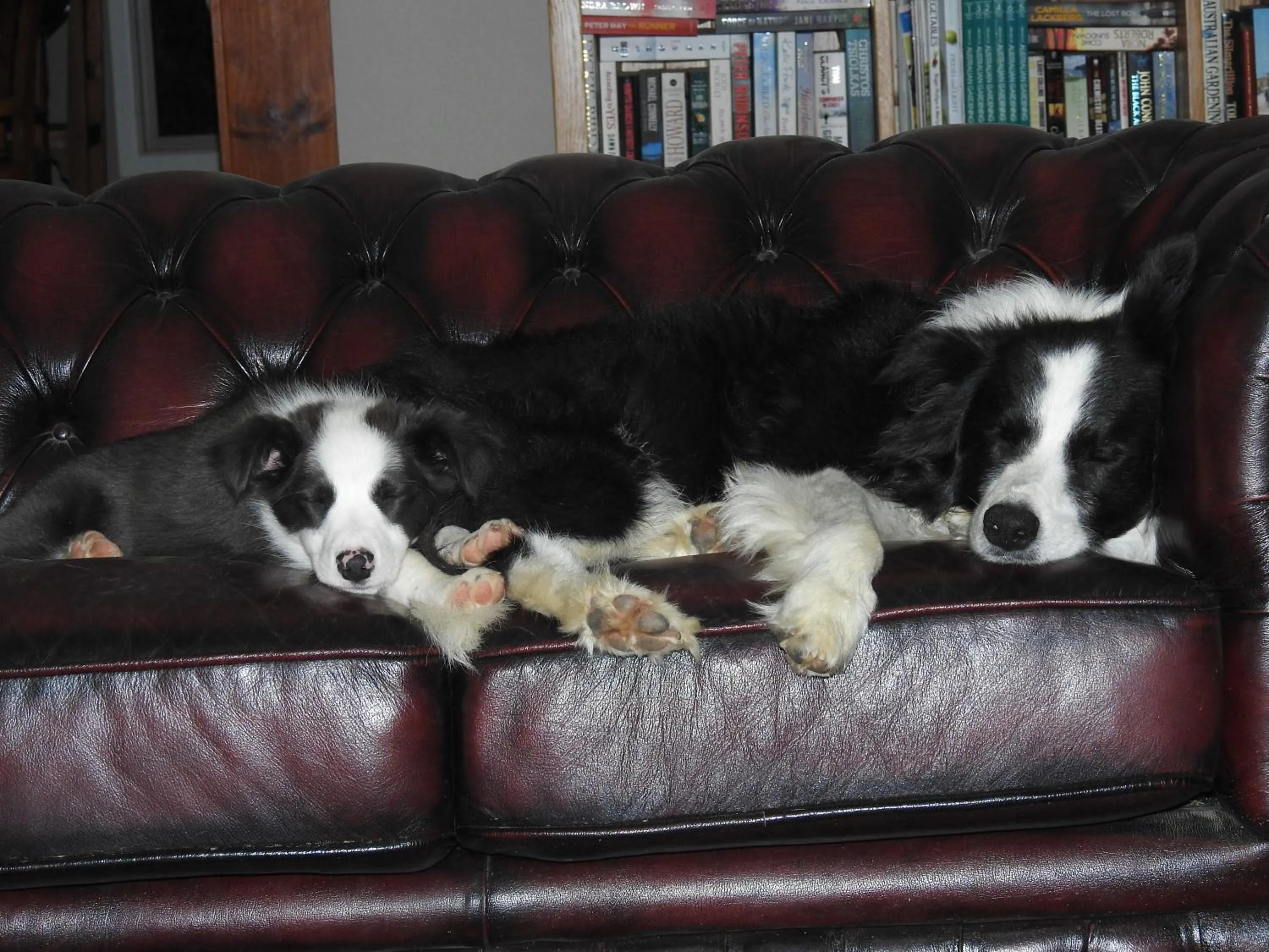 Animals in Barklysuites Apartments