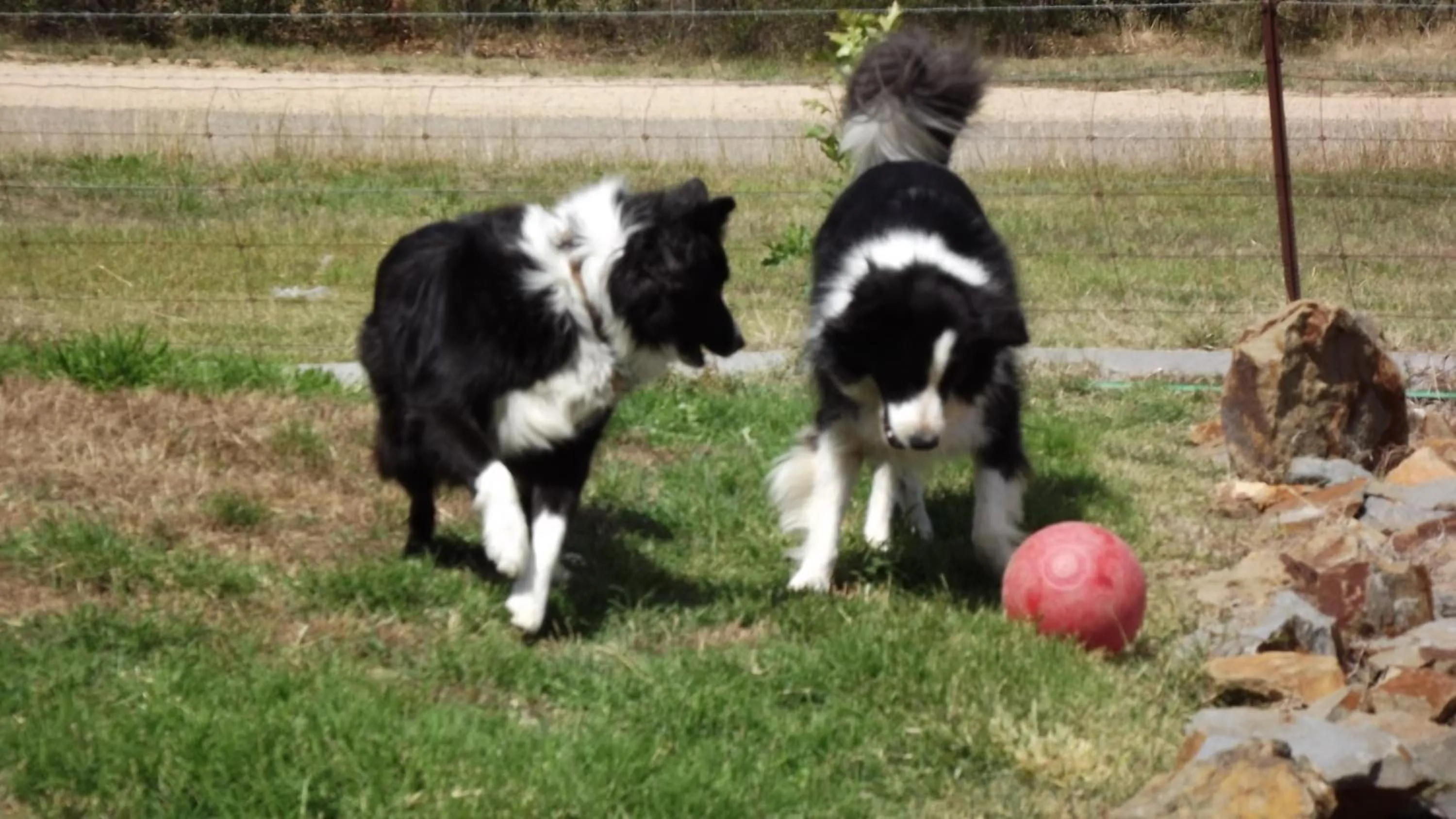 Pets in Barklysuites Apartments