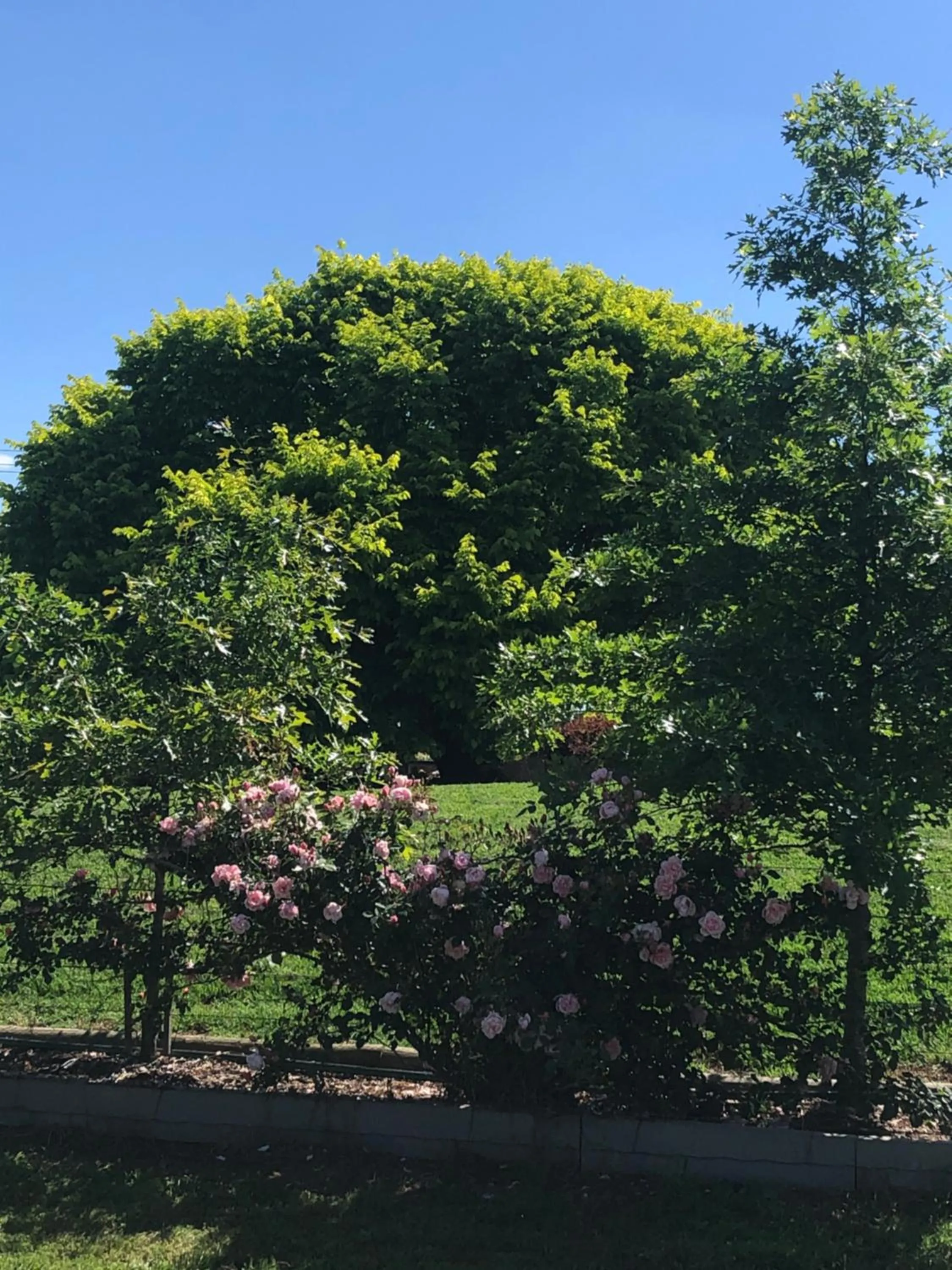 Garden in Barklysuites Apartments