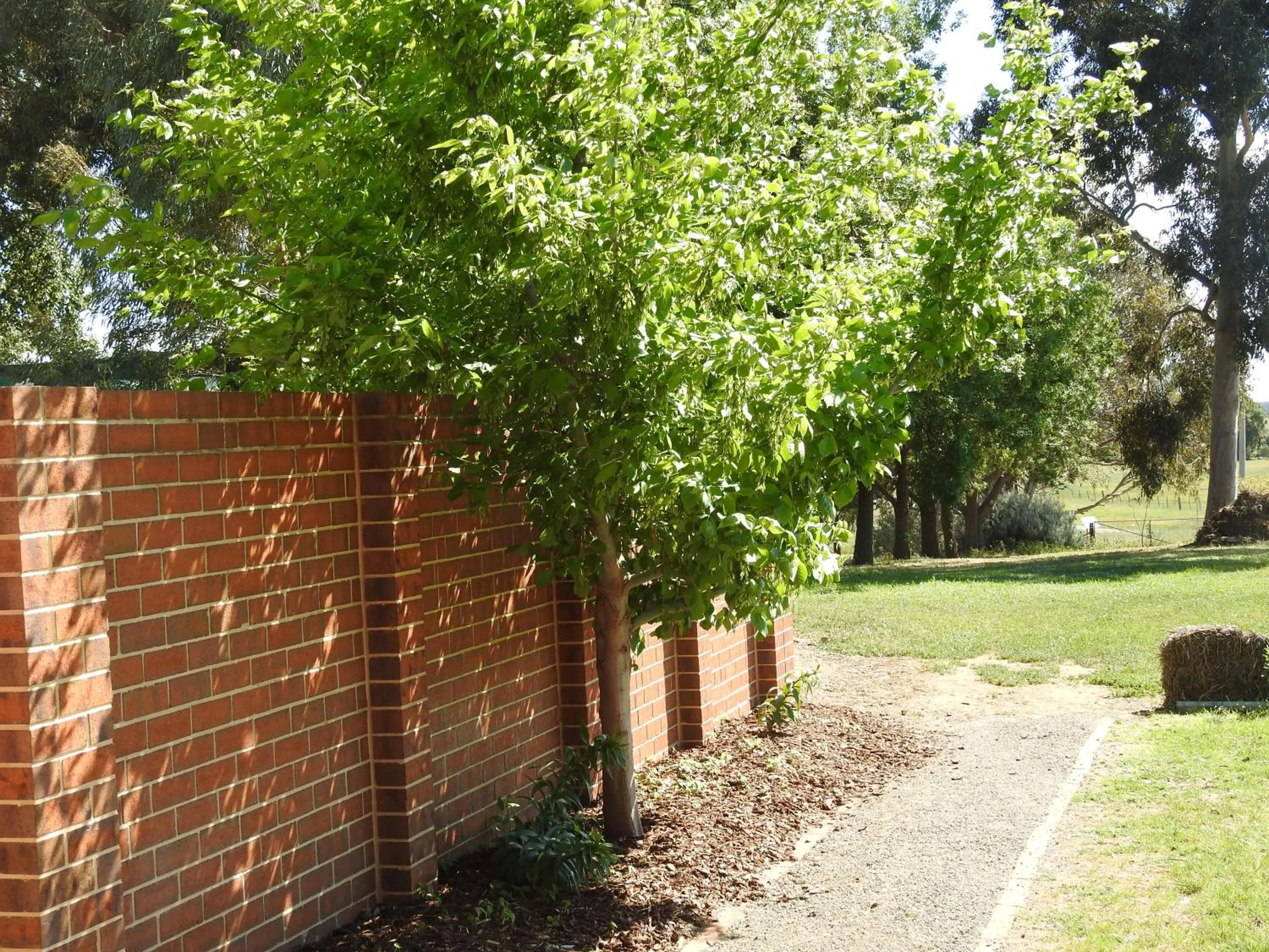 Garden in Barklysuites Apartments
