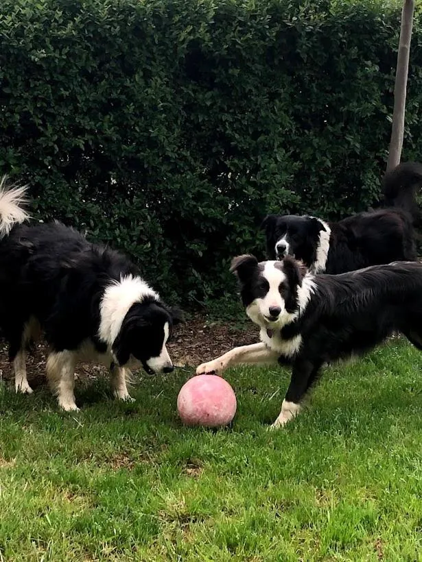 Barklysuites Apartments