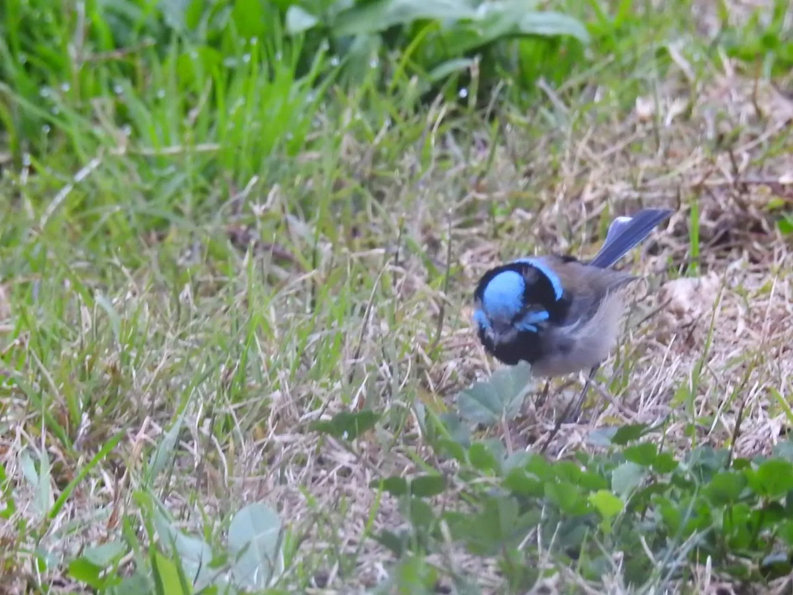Animals in Barklysuites Apartments