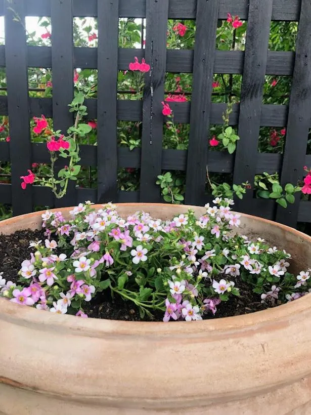 Barklysuites Apartments