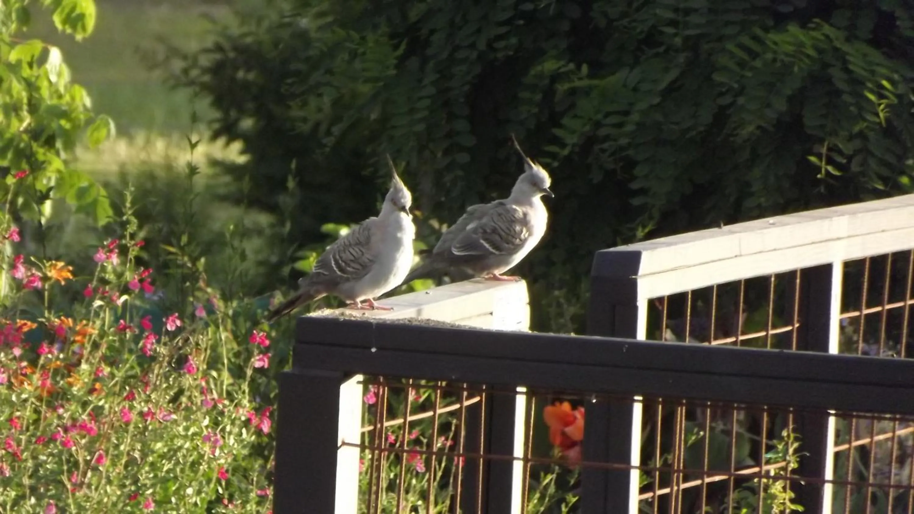 Animals in Barklysuites Apartments