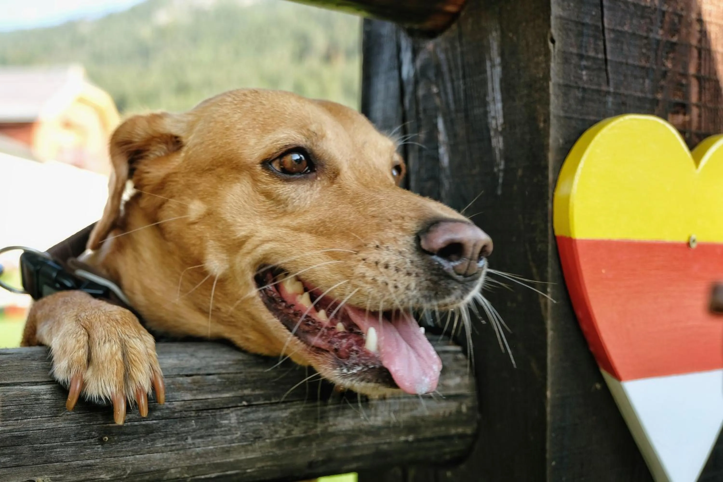 SeeHotel & SeeApartments Kärntnerhof- direkt am See!