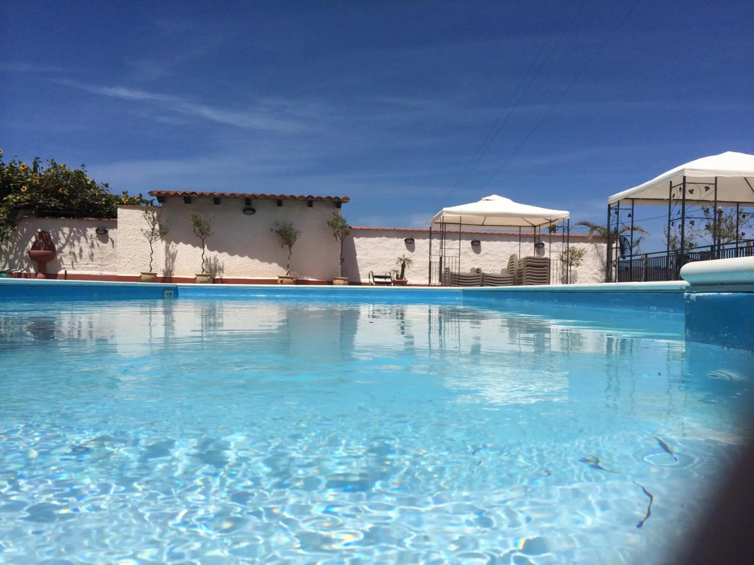 Garden, Swimming Pool in Hotel Miravalle