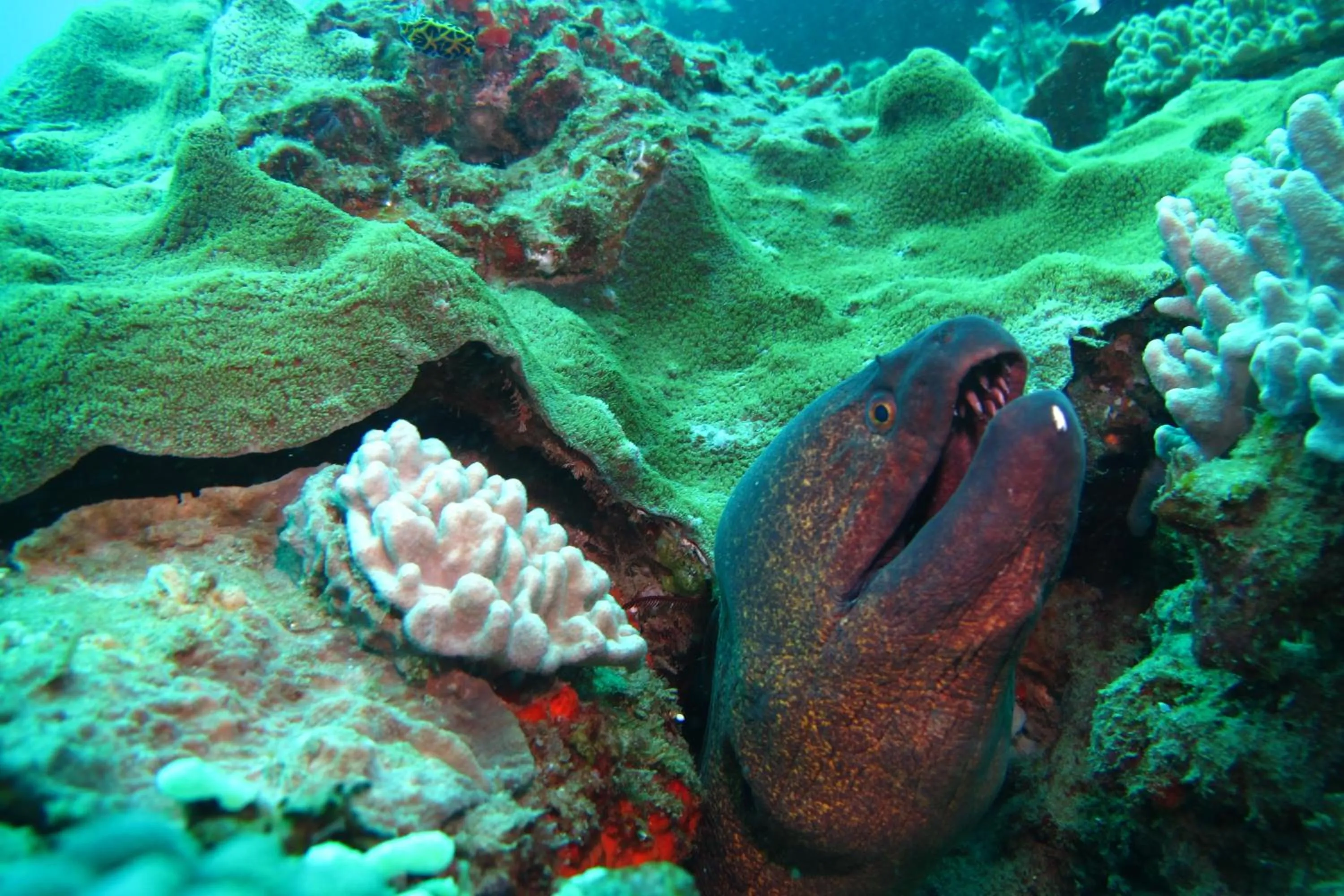 Diving in Gala Gala Eco Resort