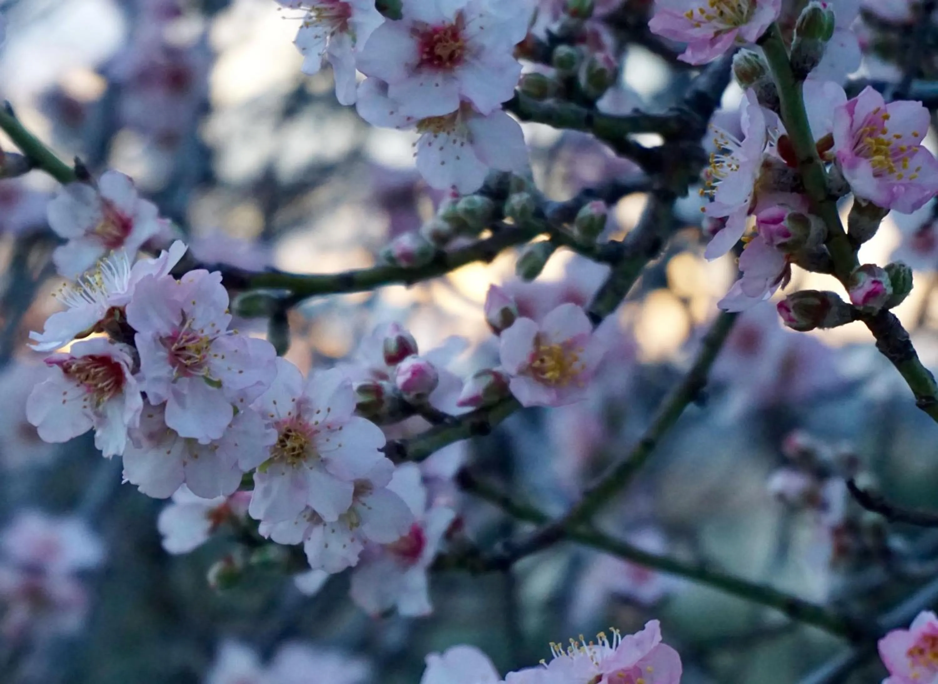 Garden in La Posada del Torcal