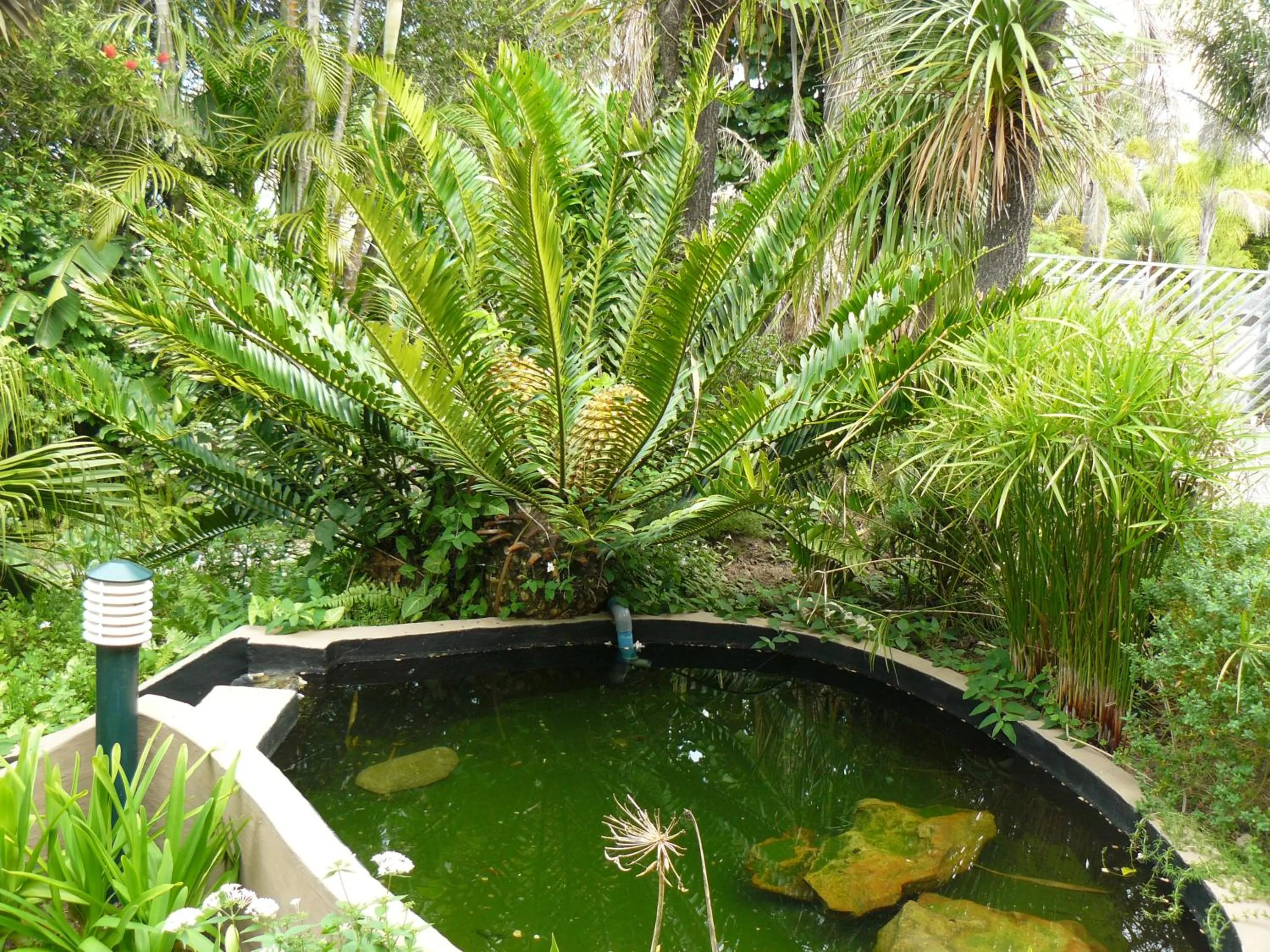 Garden in See More Guest House