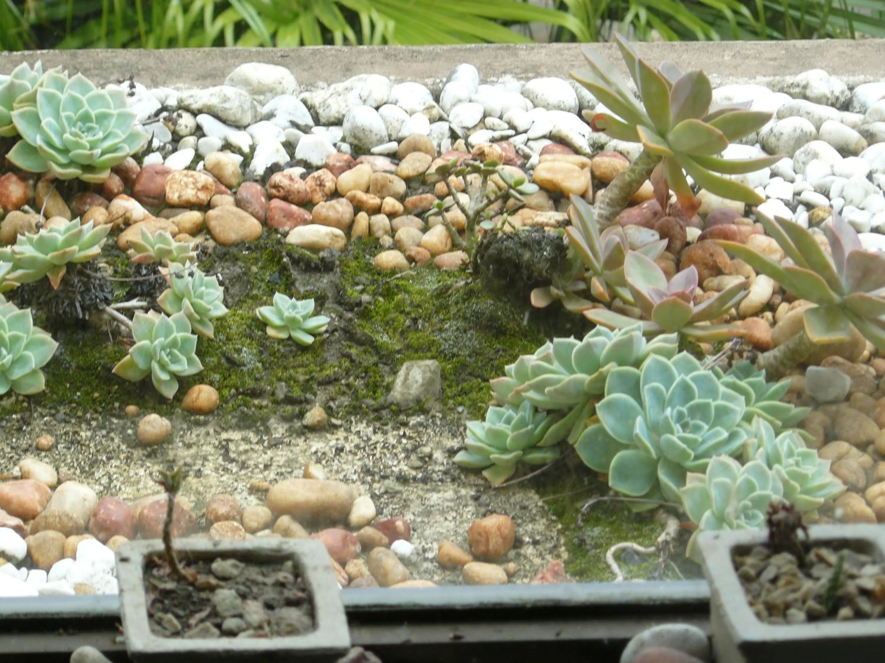 Garden in See More Guest House