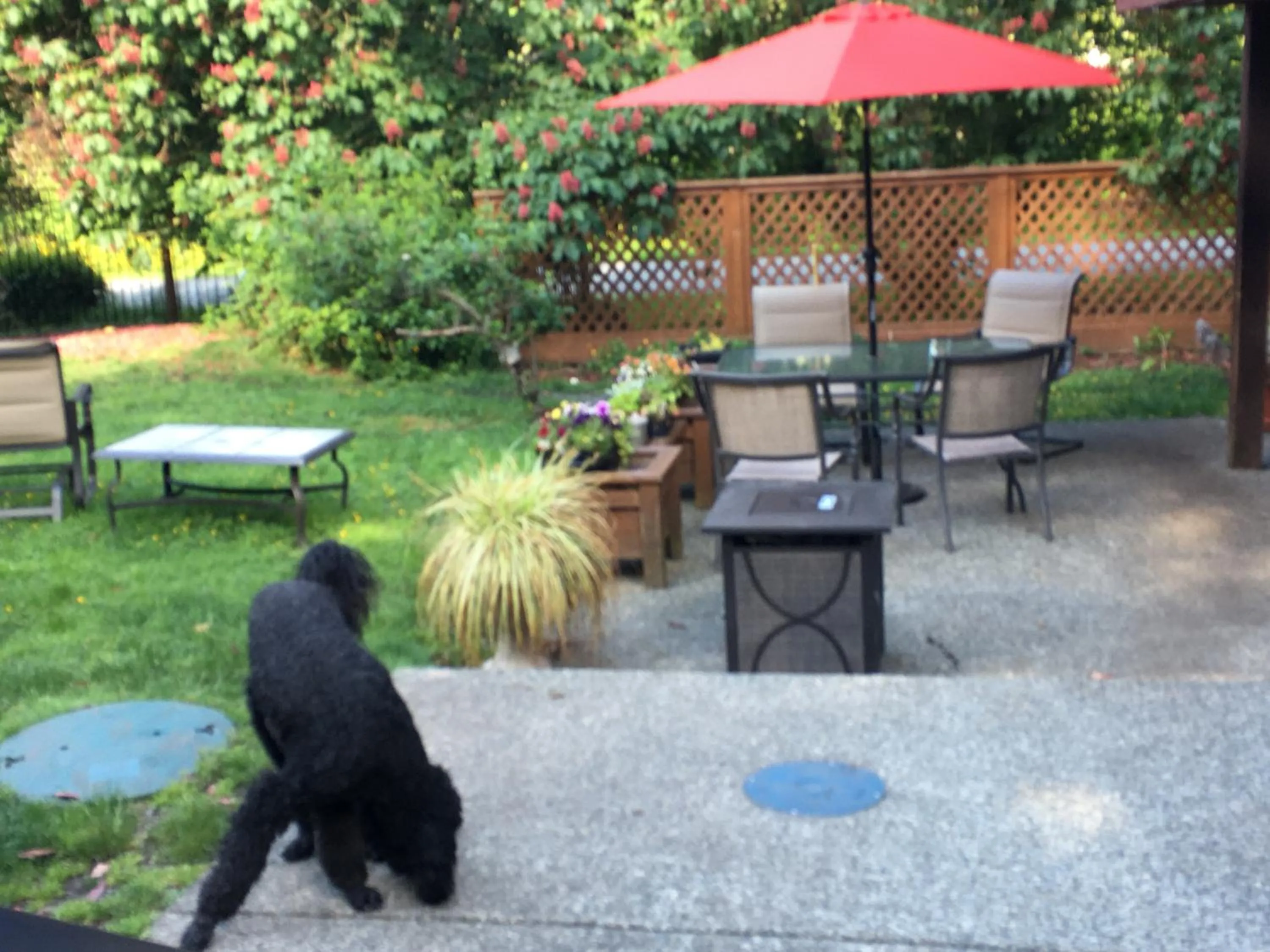 Garden in Coles Bay Vacation Retreat