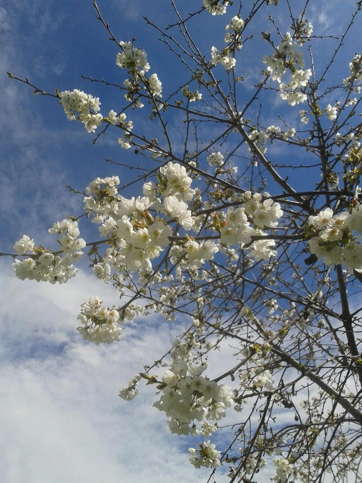 Garden in Chambres d'Hôtes L'Enclos des Jacobins