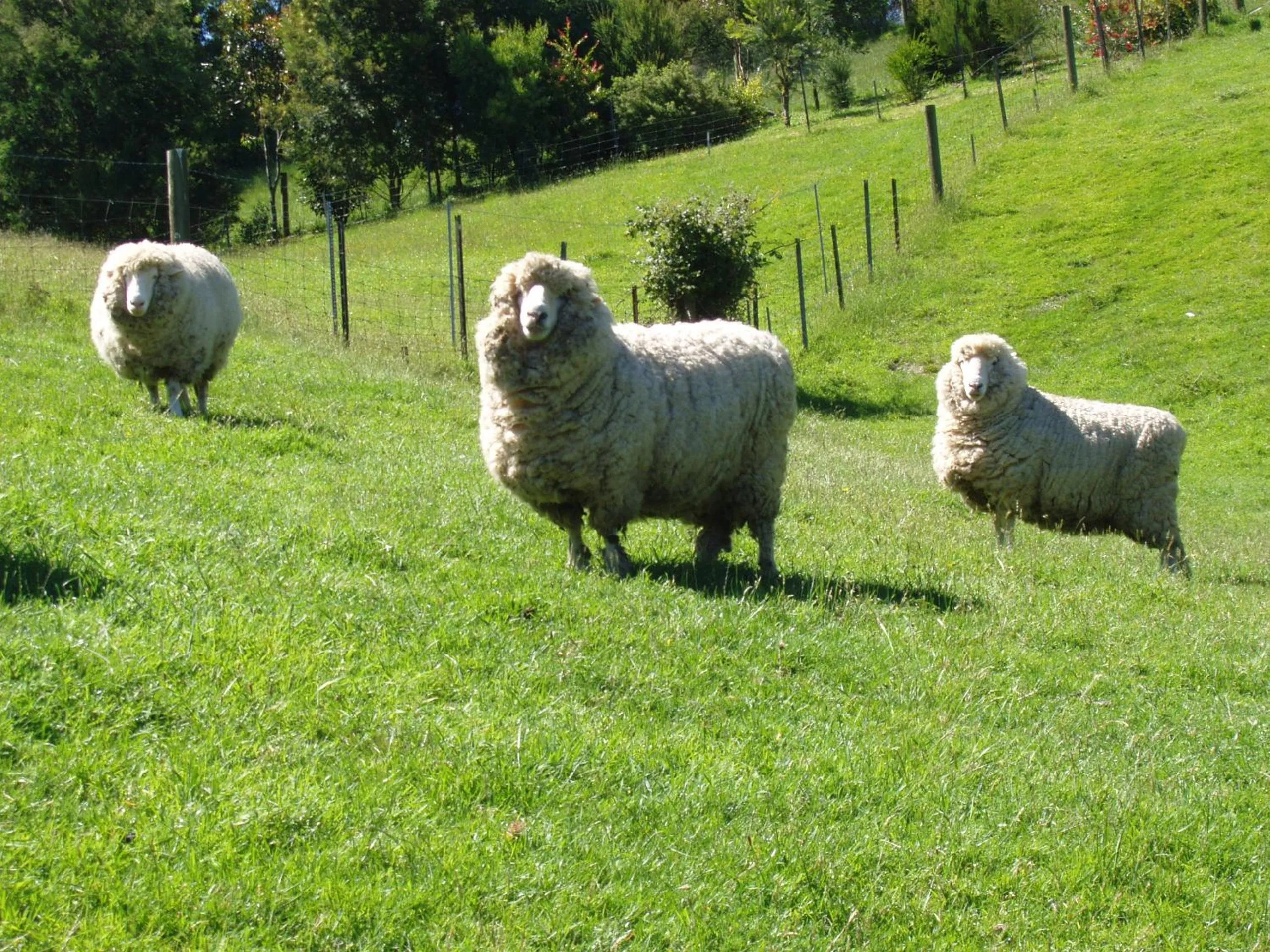 Garden in Llarrinda Bed & Breakfast