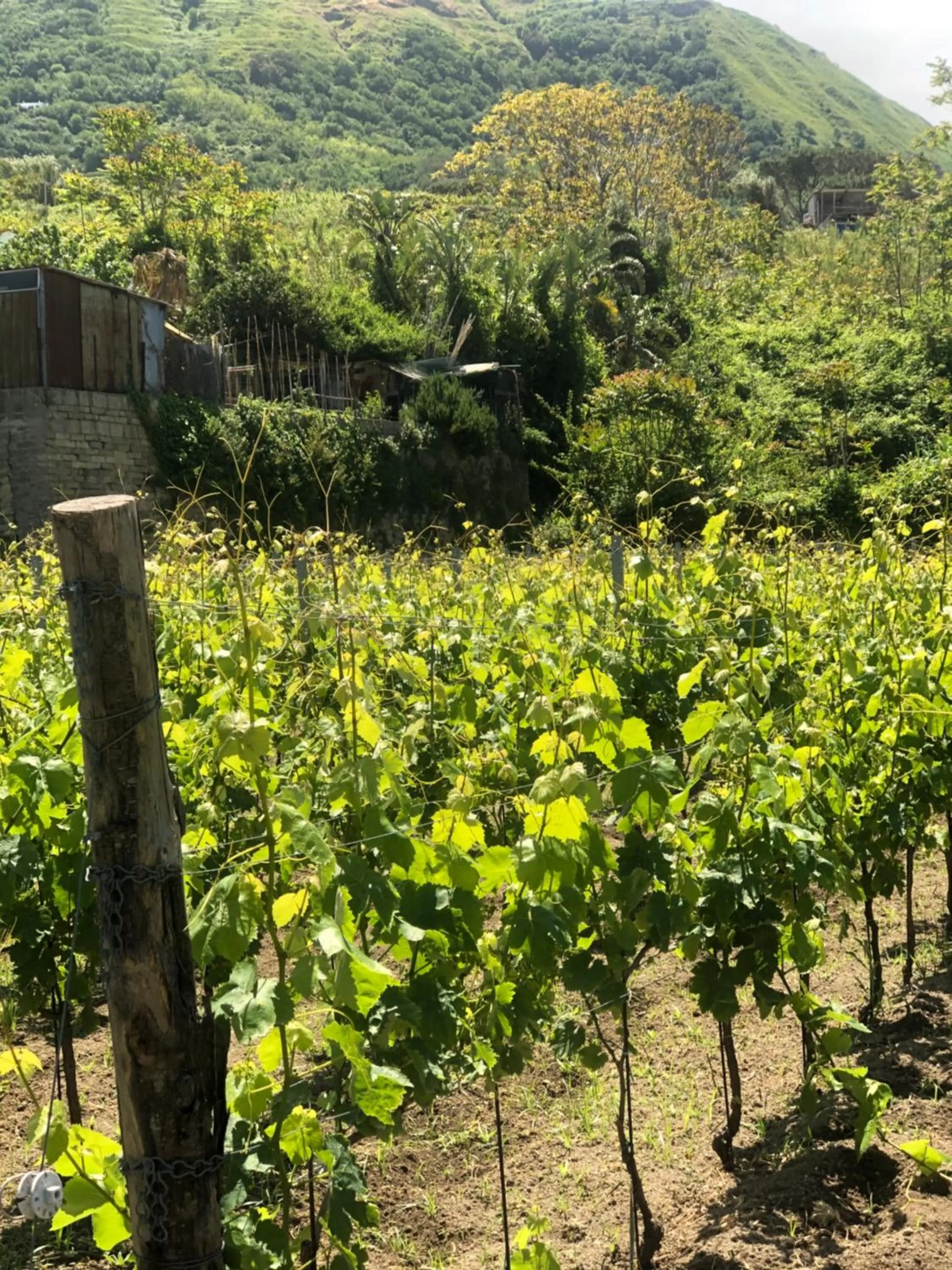 Garden in Residence Villa Cristina