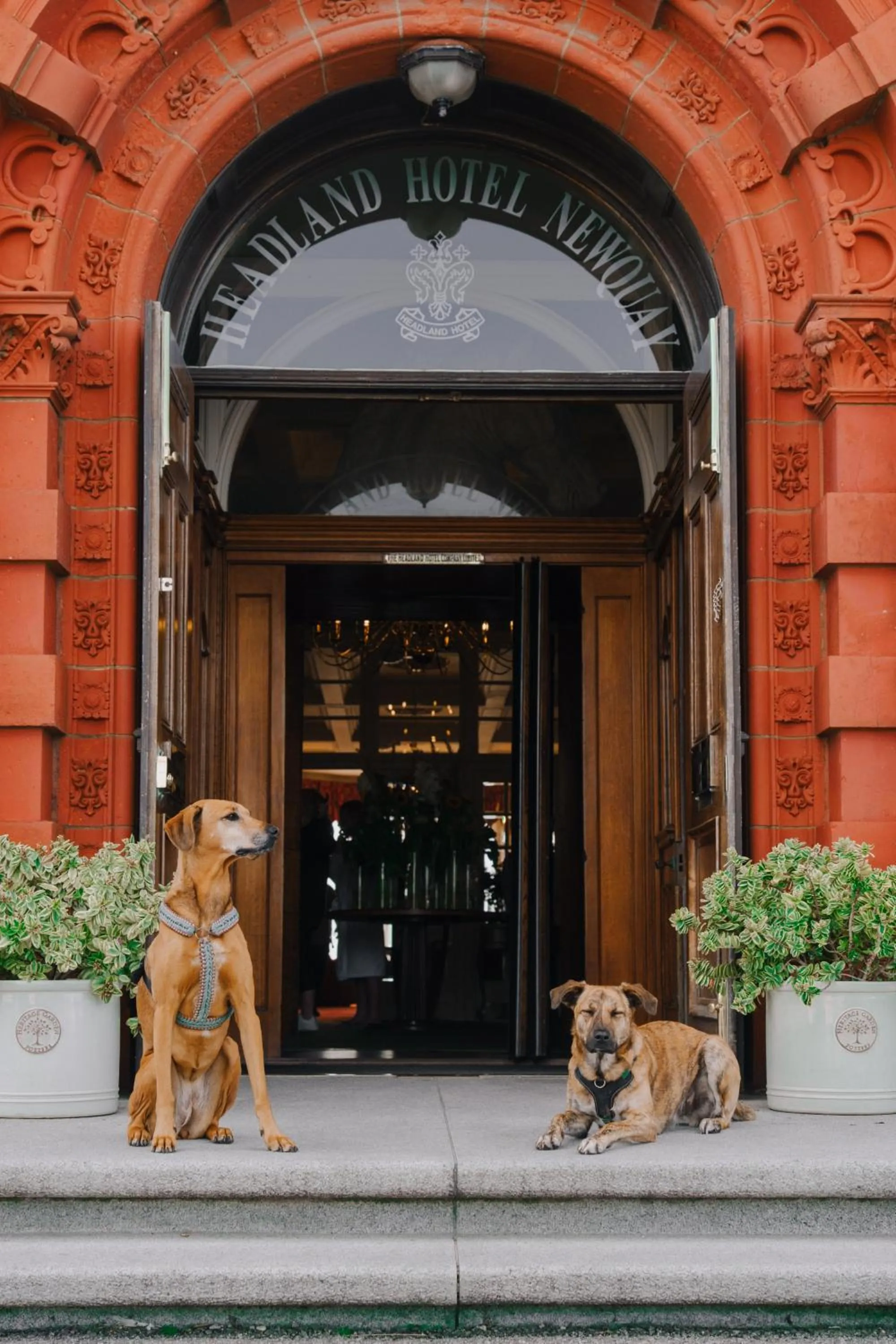 Pets in The Headland Hotel and Spa