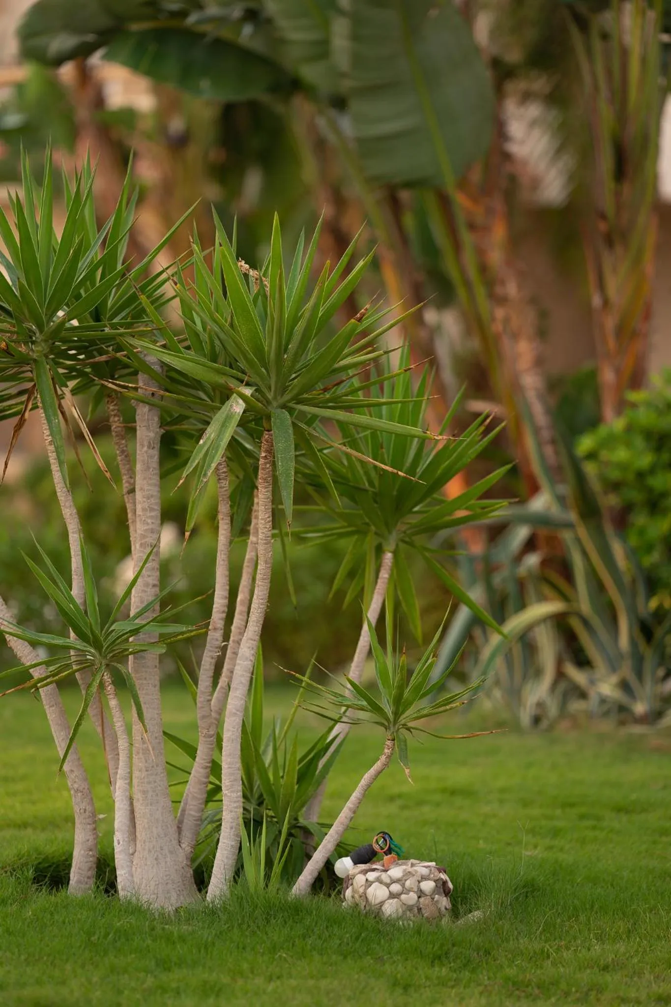 Spring in Royal Beach Serviced Apartments