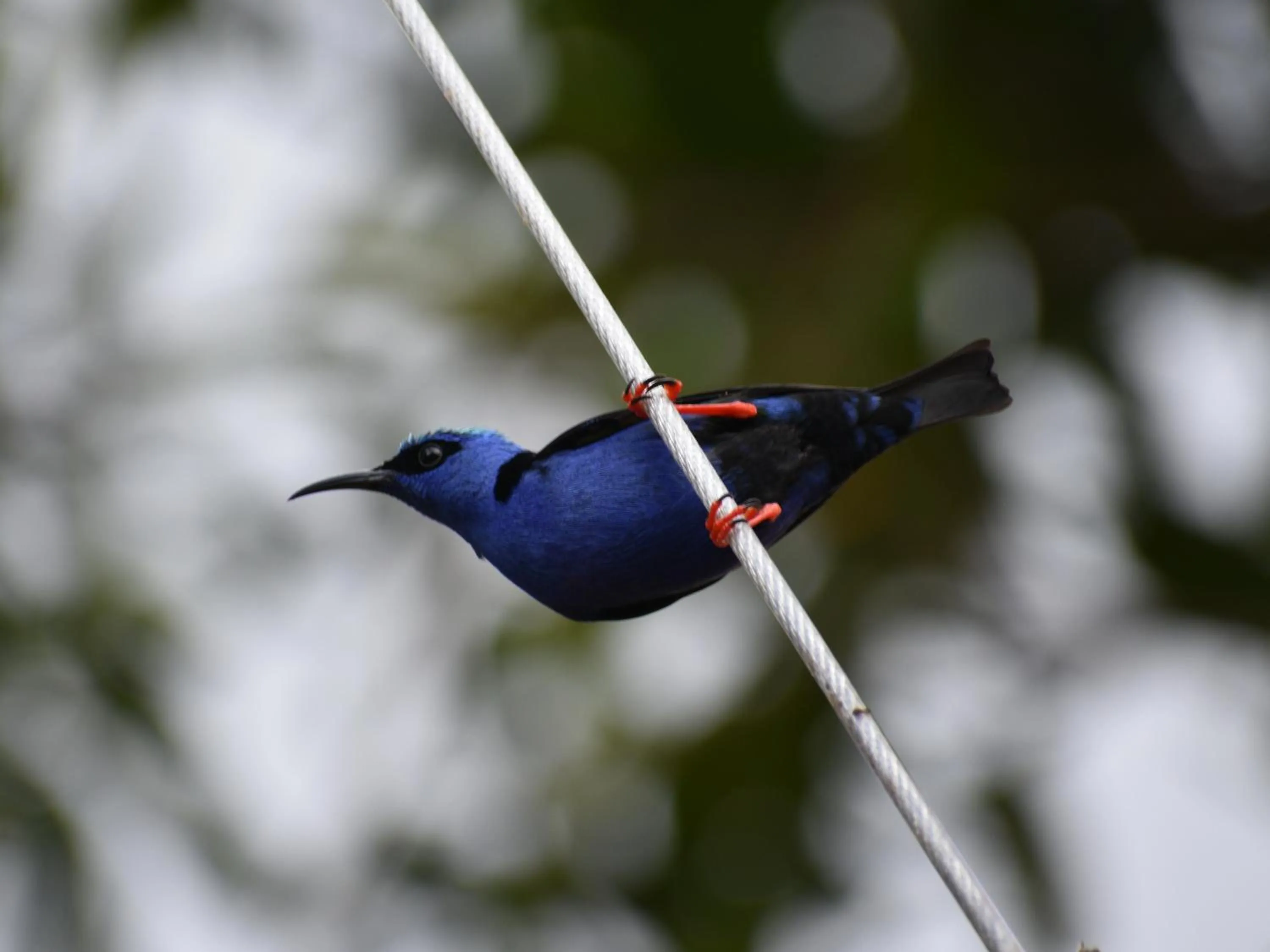 Garden in Casa Haydee Monteverde