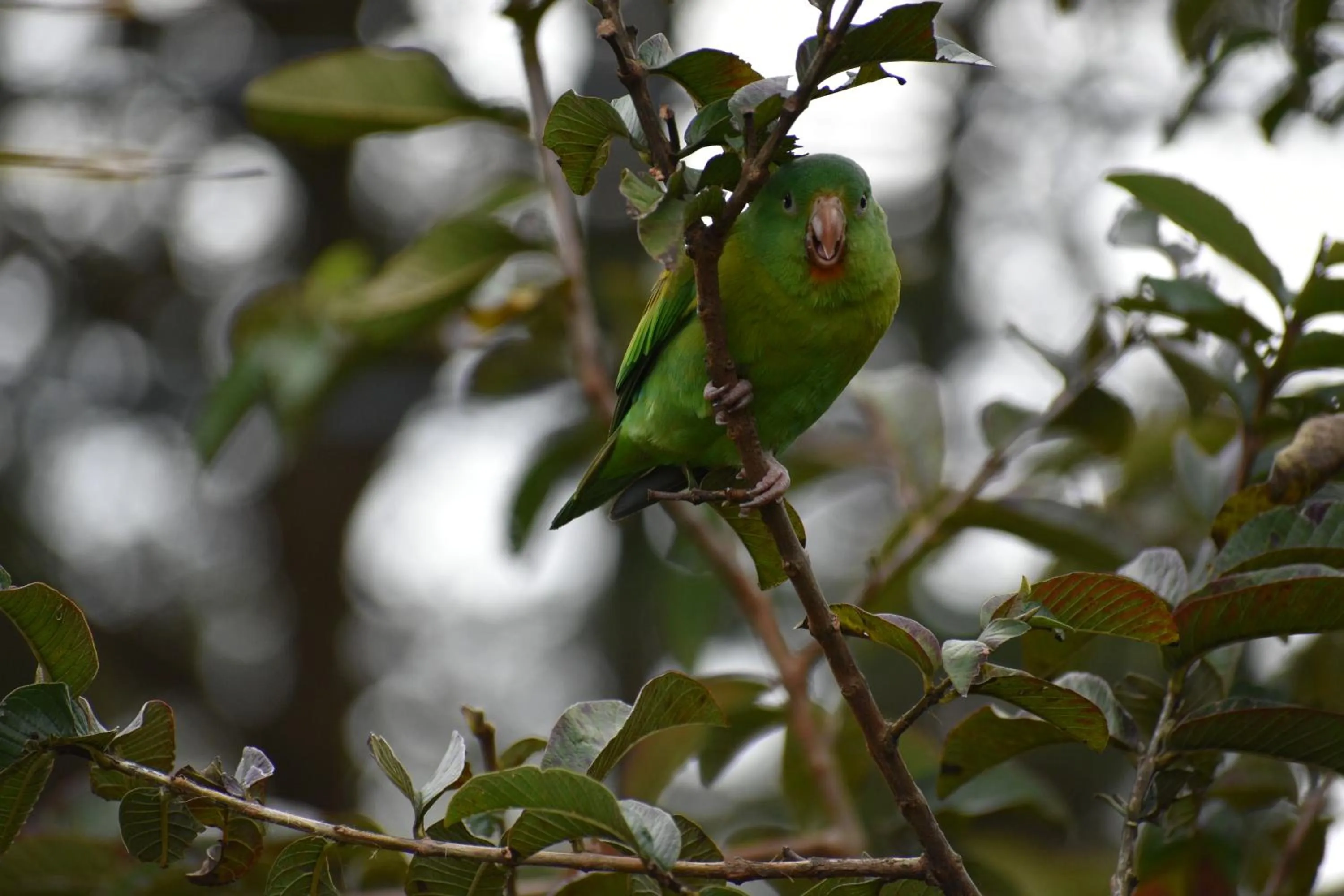 Garden view in Casa Haydee Monteverde