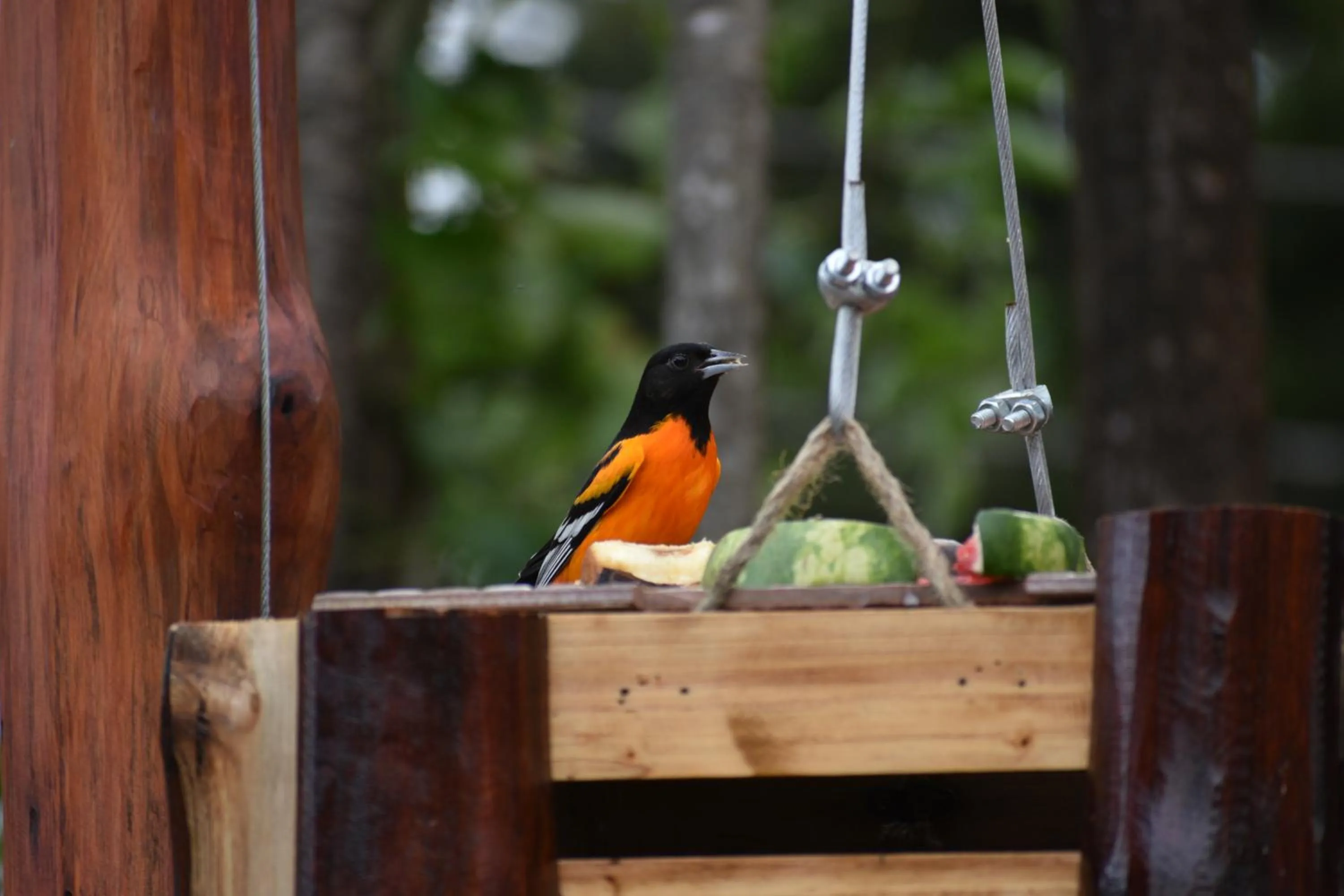 Garden in Casa Haydee Monteverde