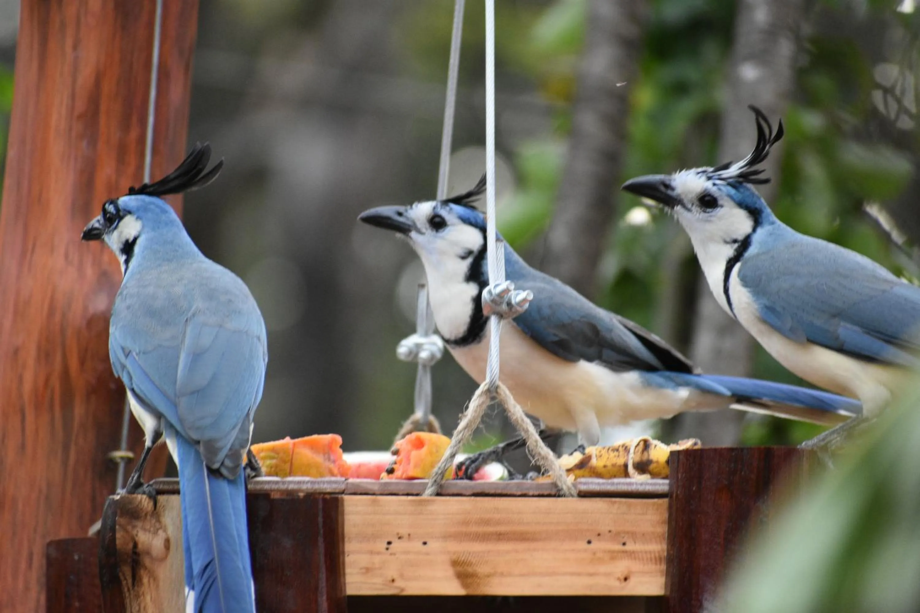 Garden in Casa Haydee Monteverde