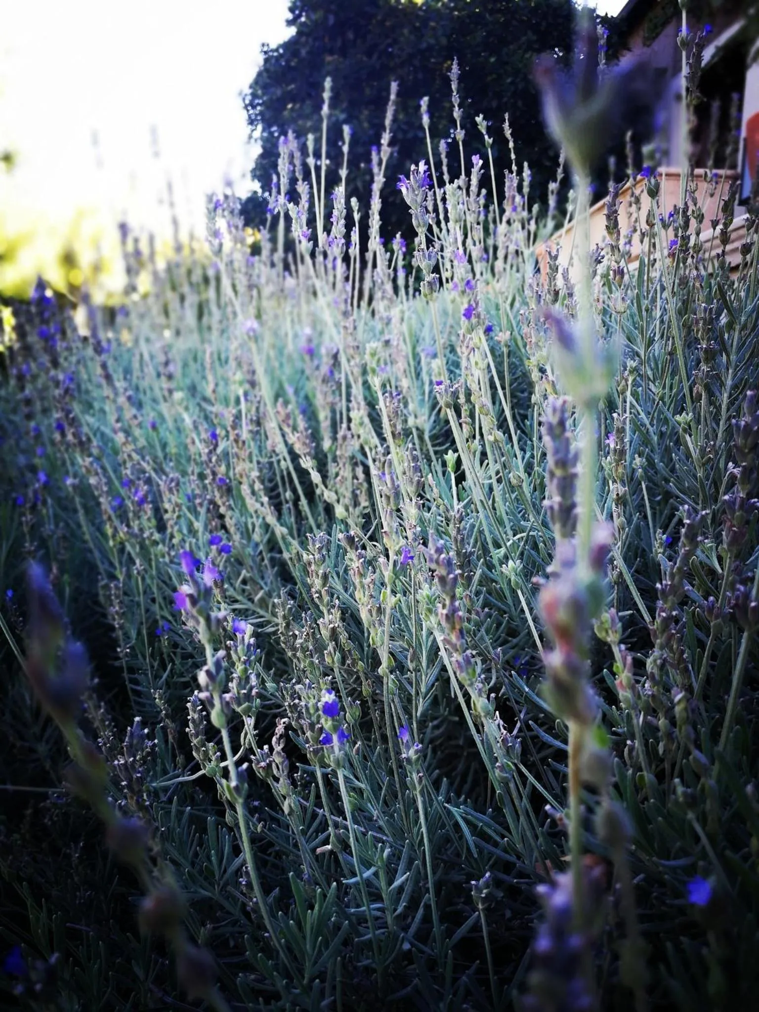 Natural landscape in Old House Lodge