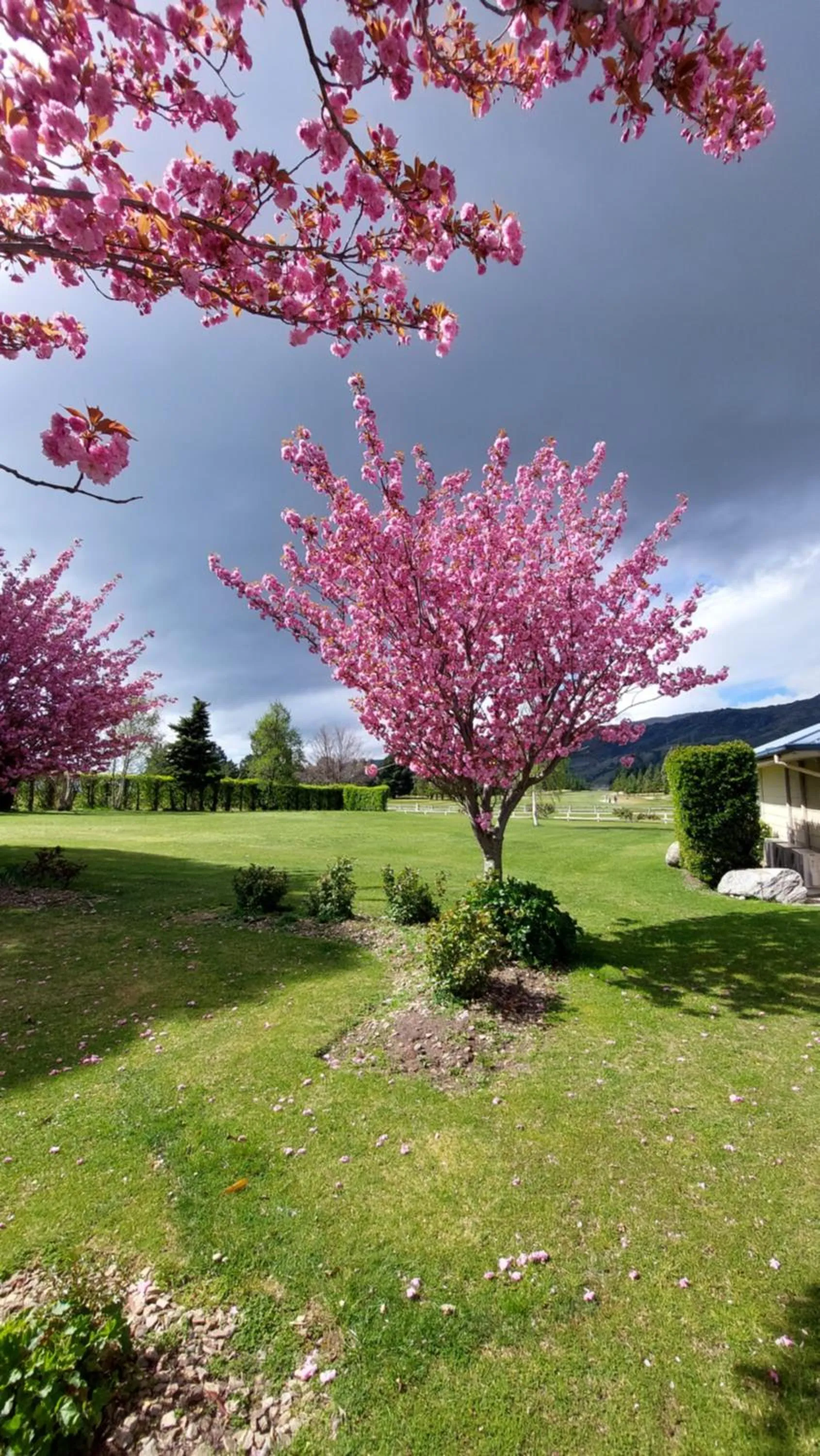 Garden in Lake Dunstan Motel