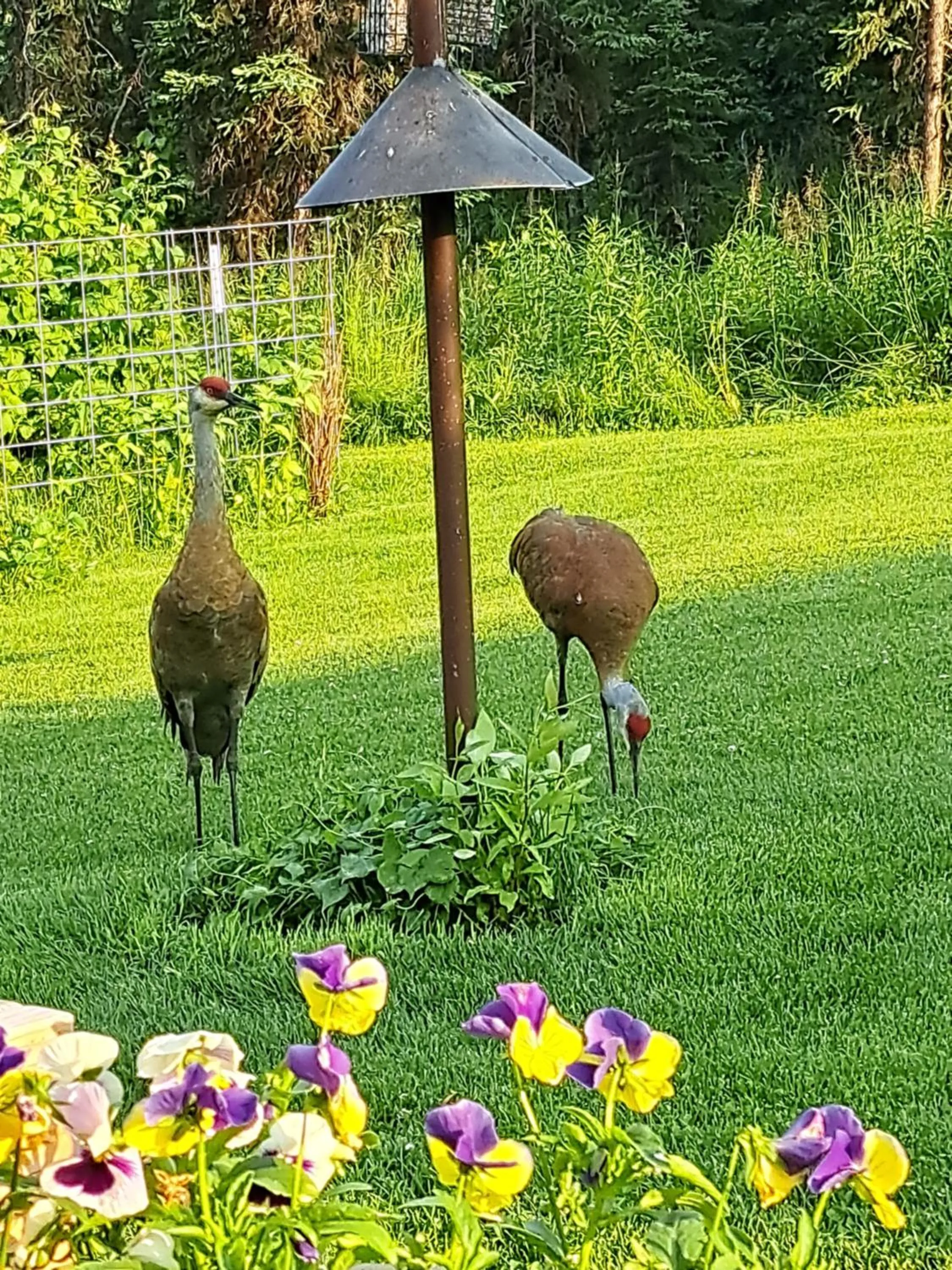 Animals in Southern Bluff Bed & Breakfast