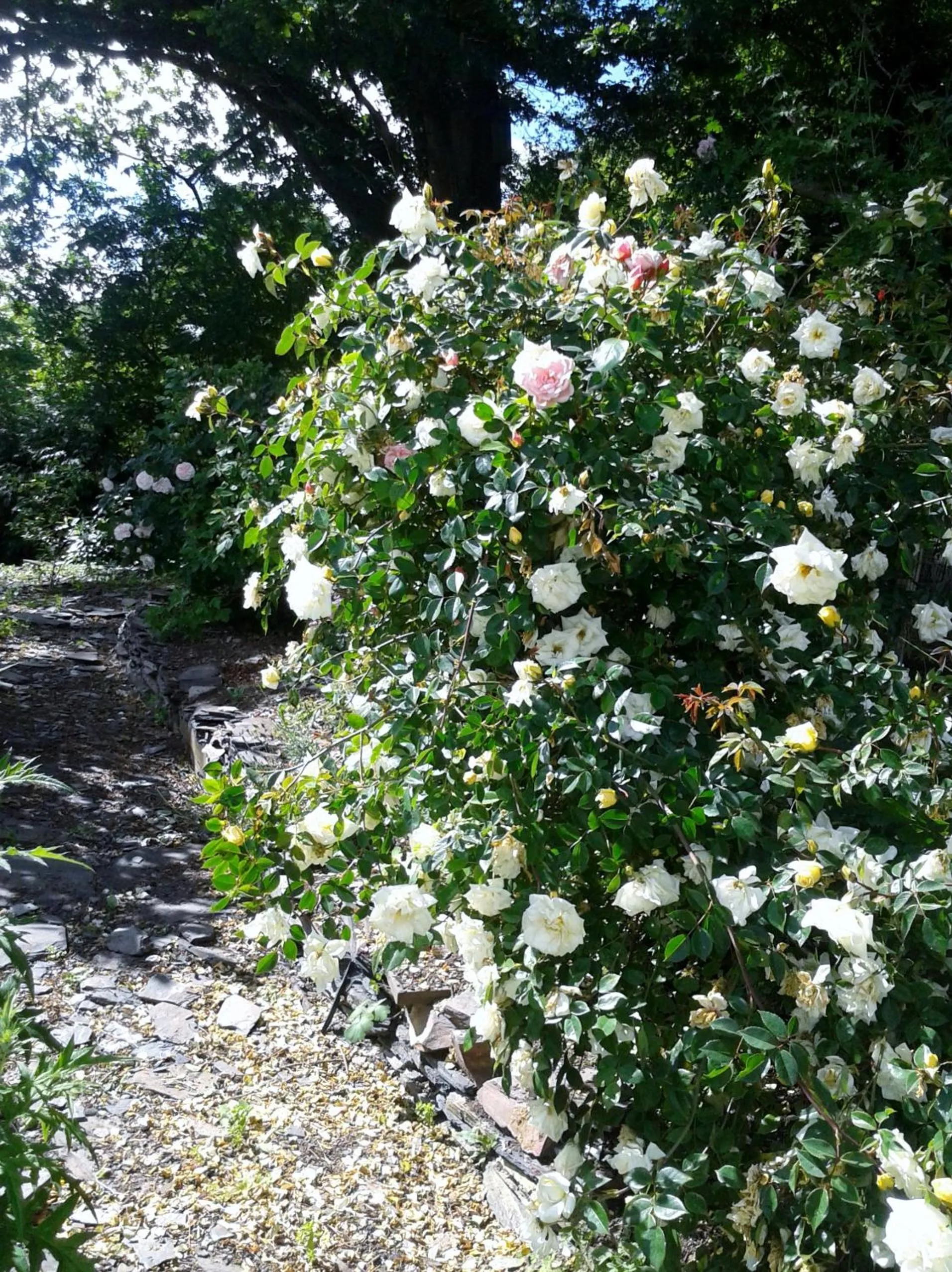 Spring in Tracebridge Cottage B&B