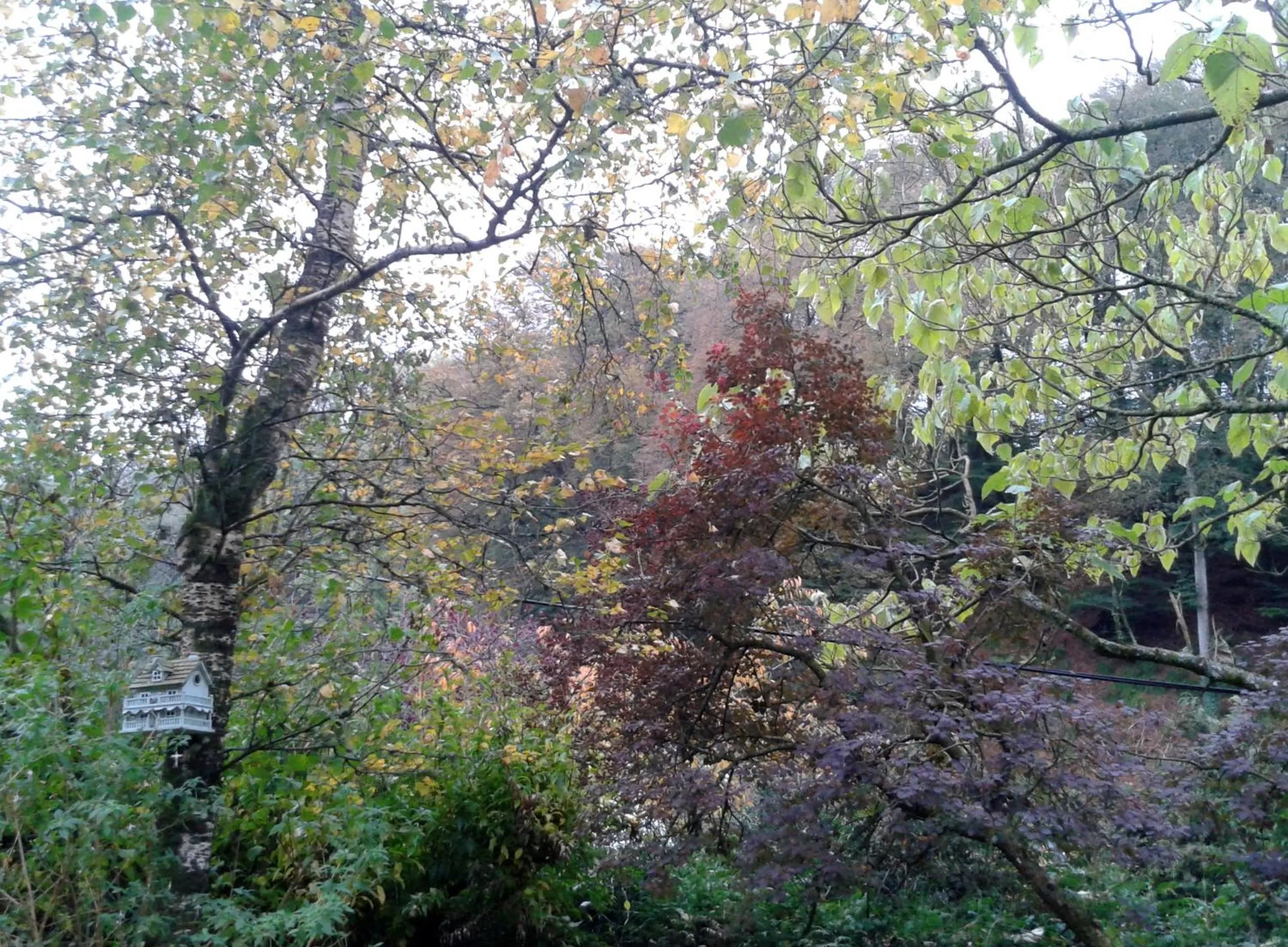 Garden in Tracebridge Cottage B&B