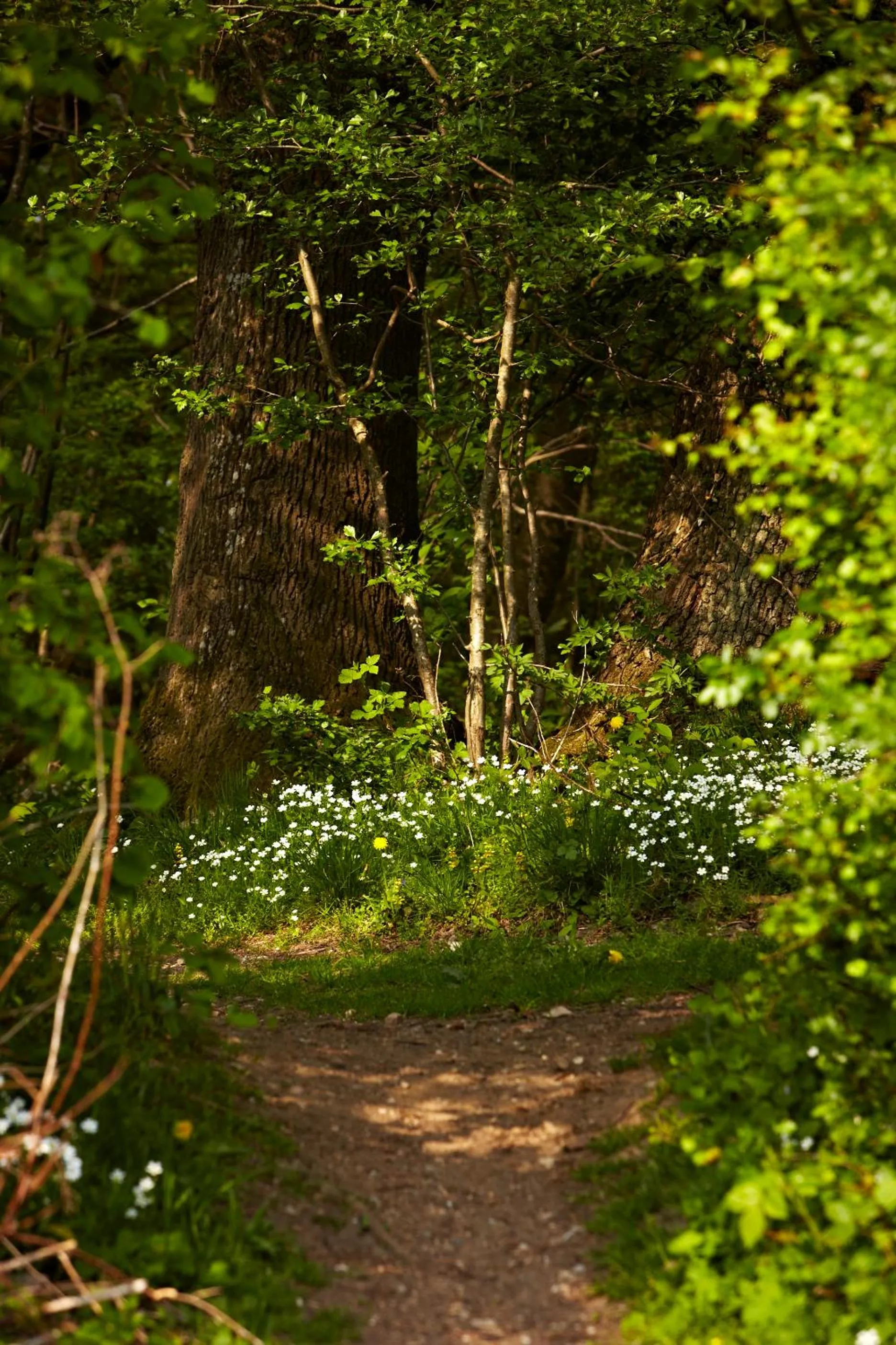 Natural landscape in Frederik VI's Hotel
