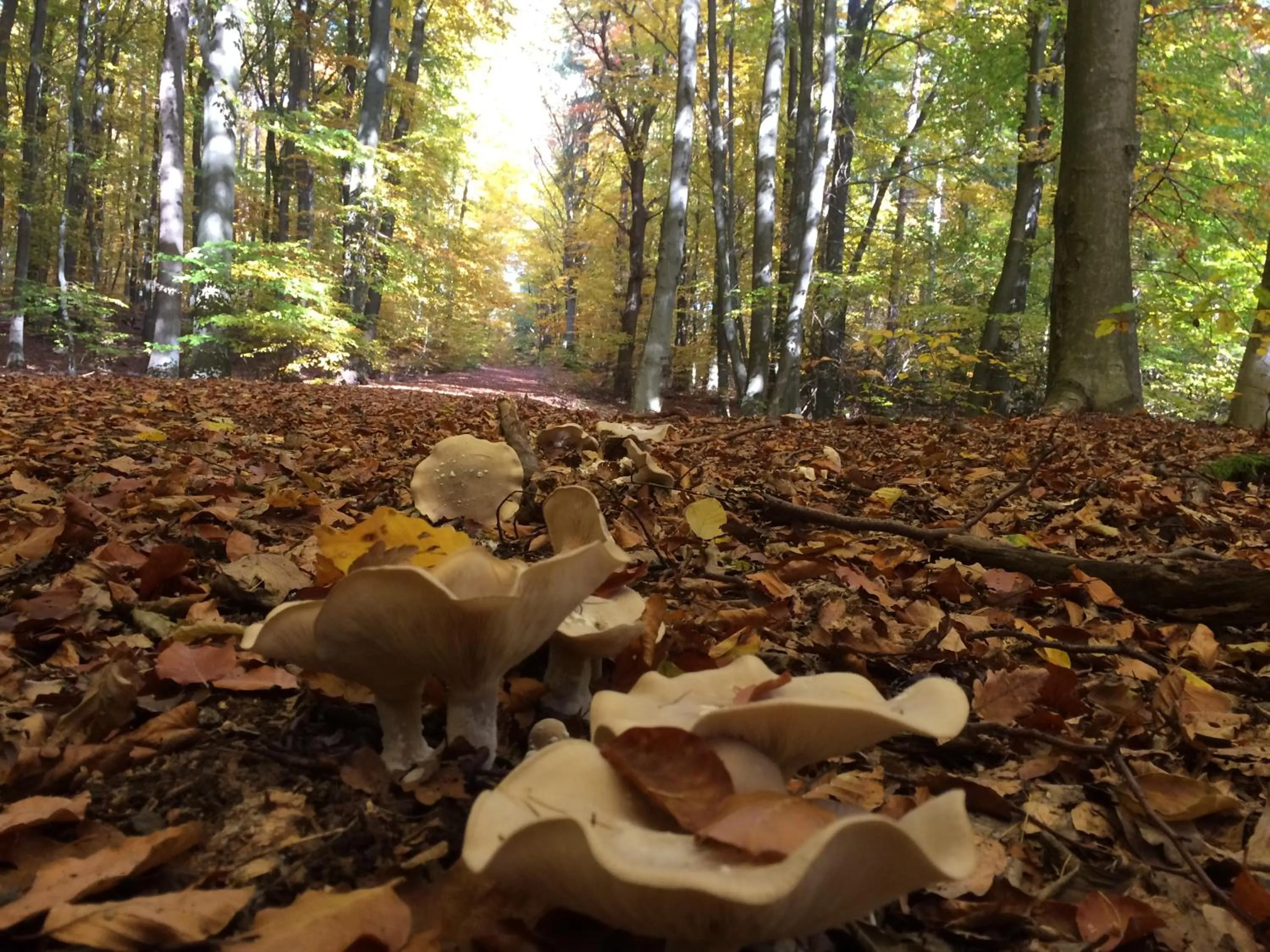 Neighbourhood in TaunusTagungsHotel