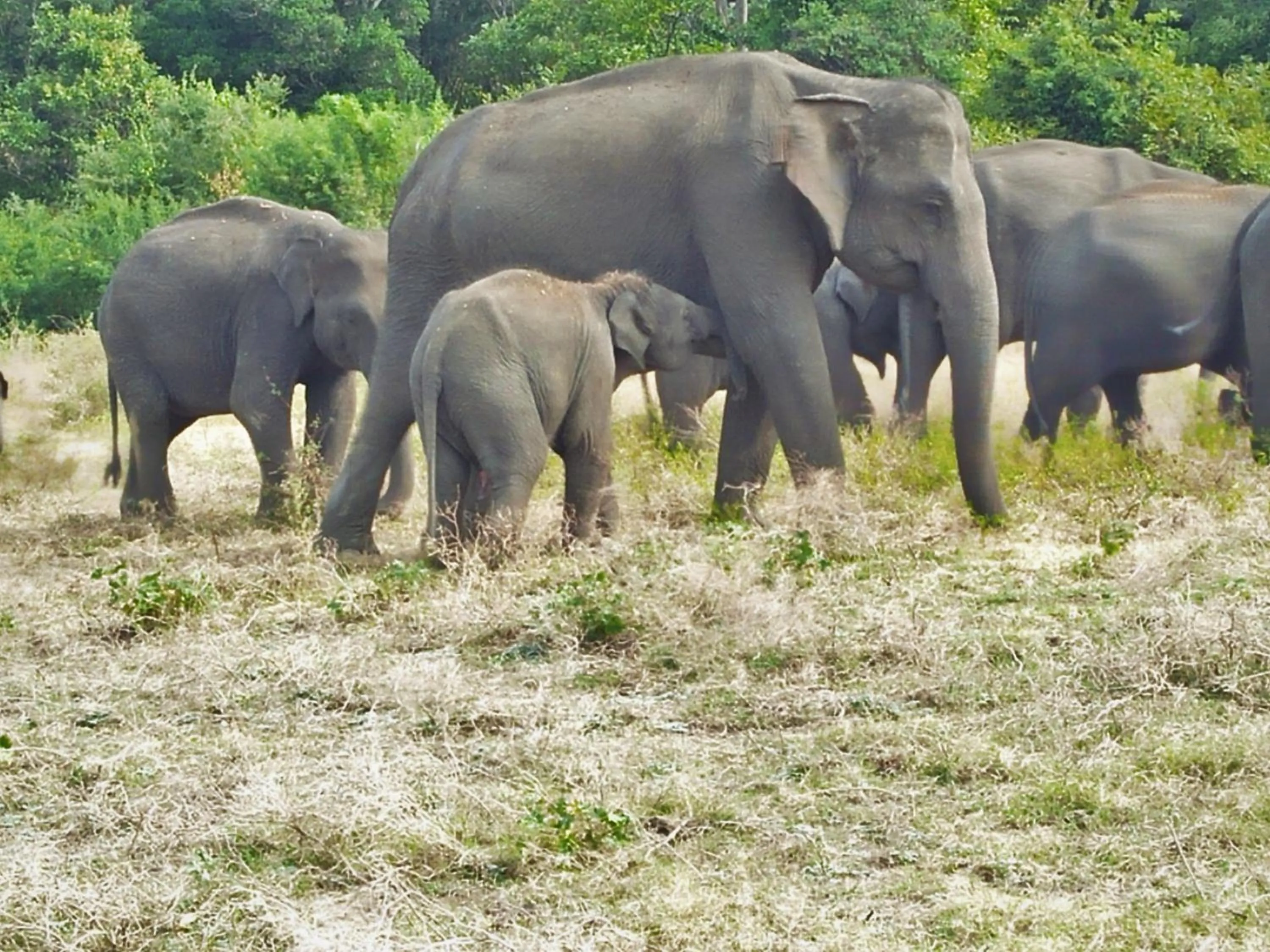 View (from property/room) in Sigiri Lakshan Home Stay