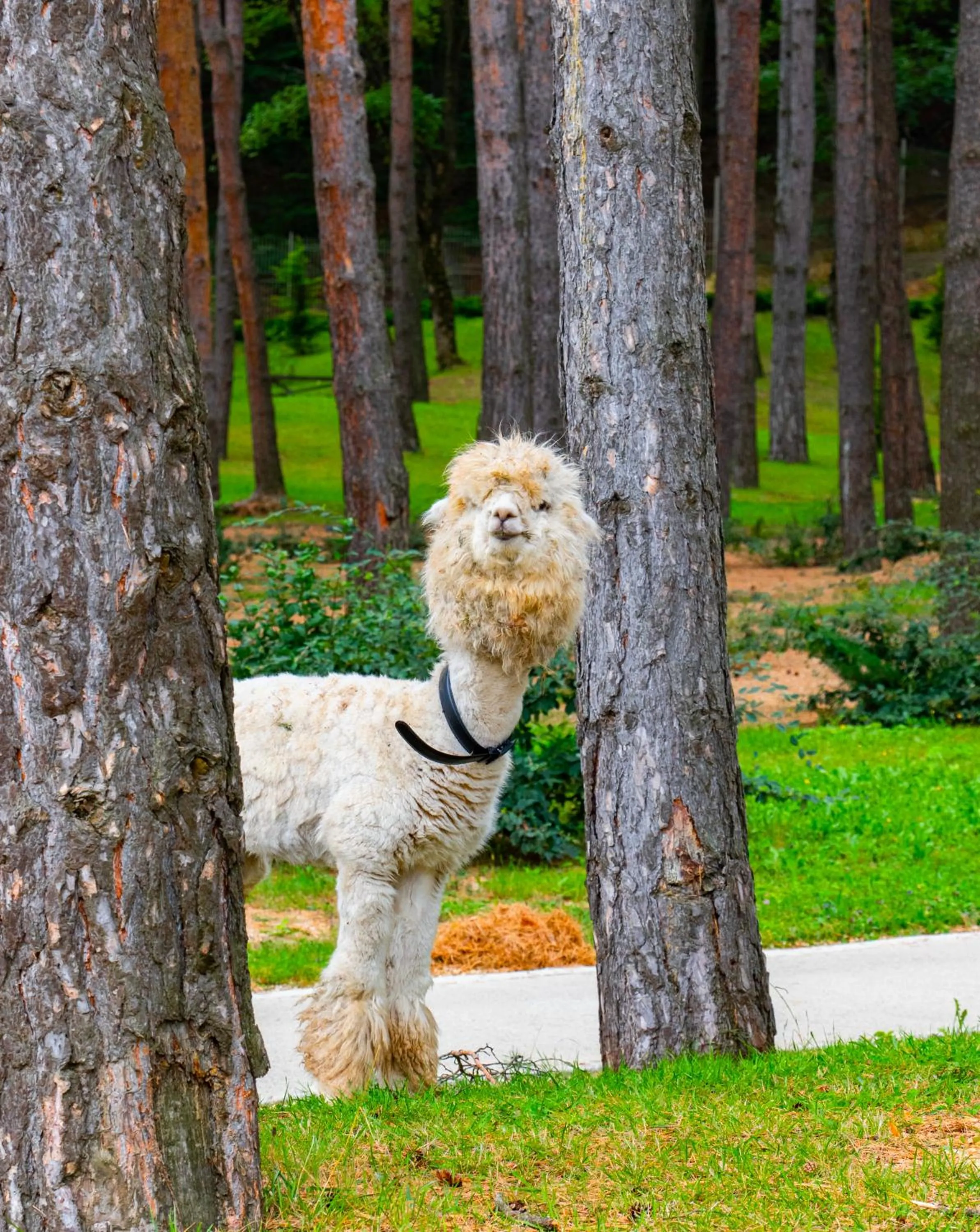 Bioli Wellness Resort